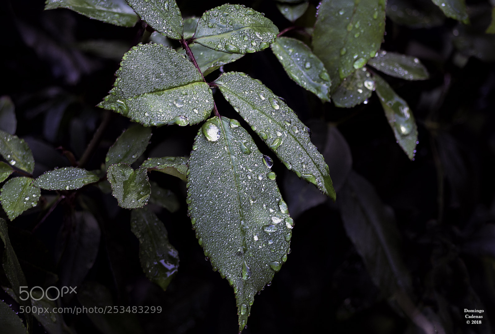 Olympus OM-D E-M10 II sample photo. La lluvia photography