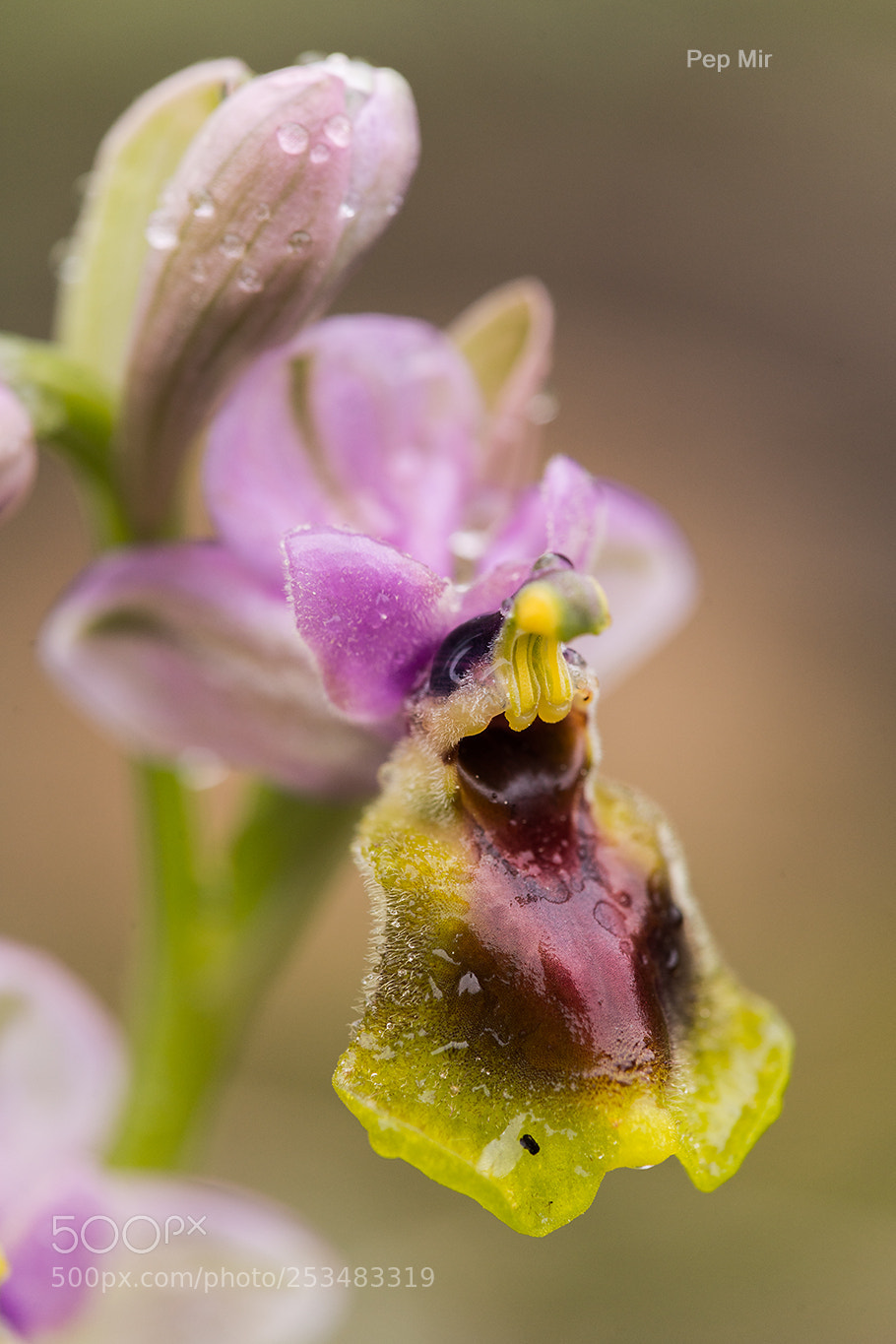 Sony a99 II sample photo. Ophrys thenthredinifera f photography