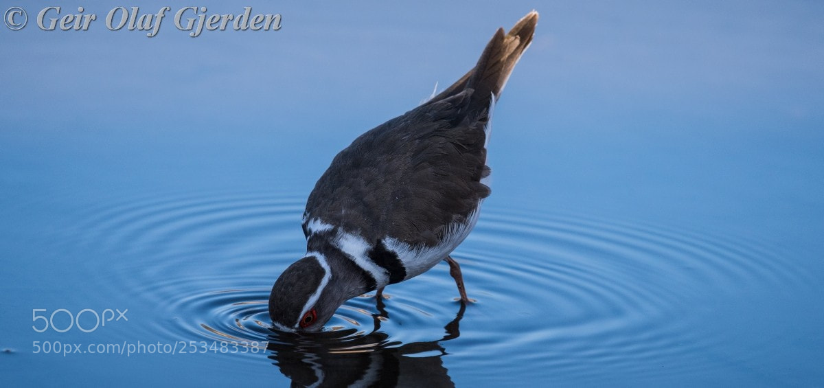 Nikon D810 sample photo. Three banded plover photography