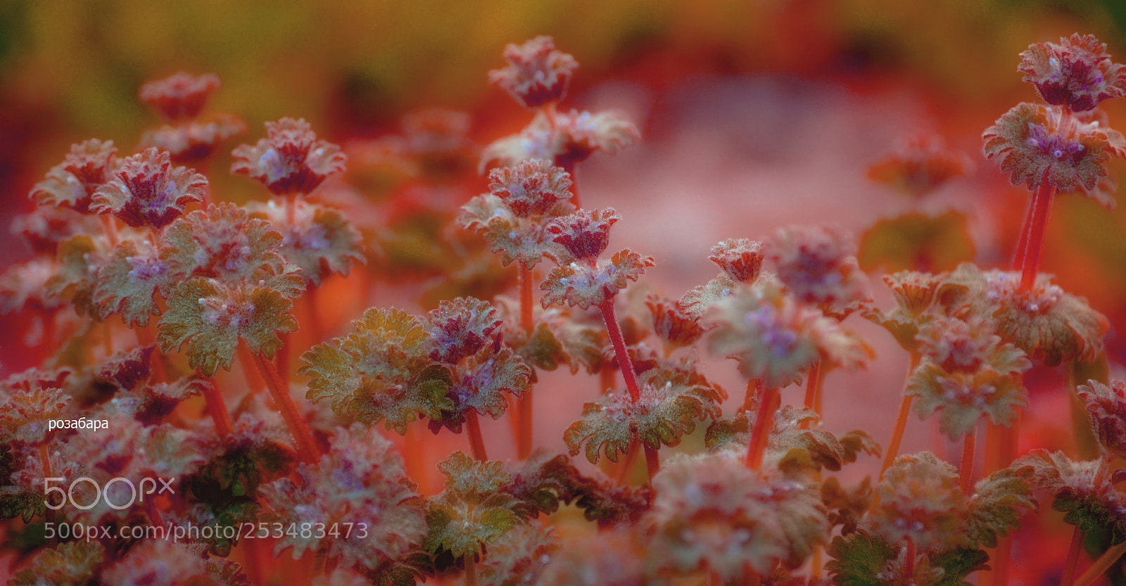 Nikon D3200 sample photo. что то выросло в моём саду photography