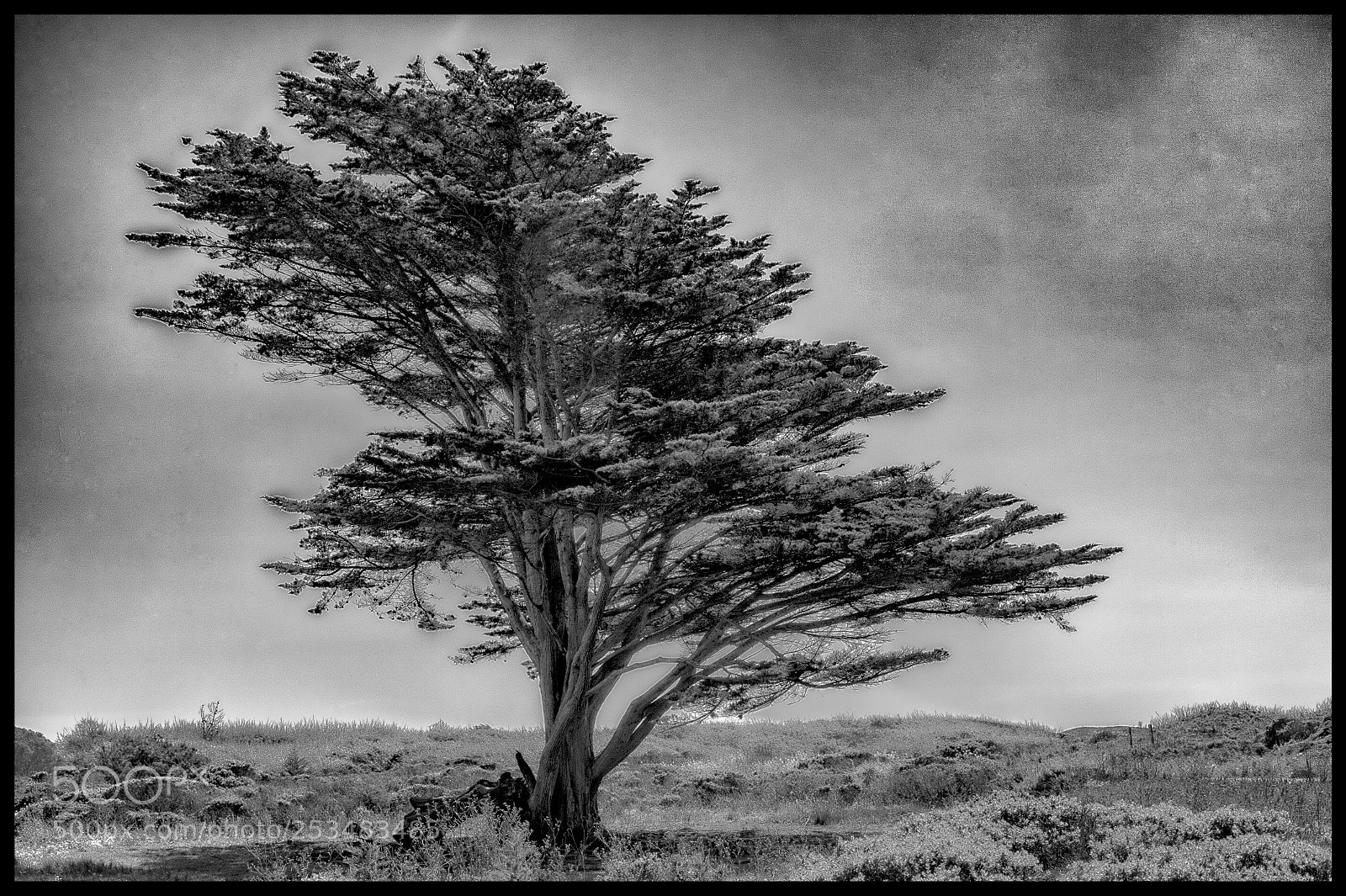 Nikon D3S sample photo. This tree-this day photography