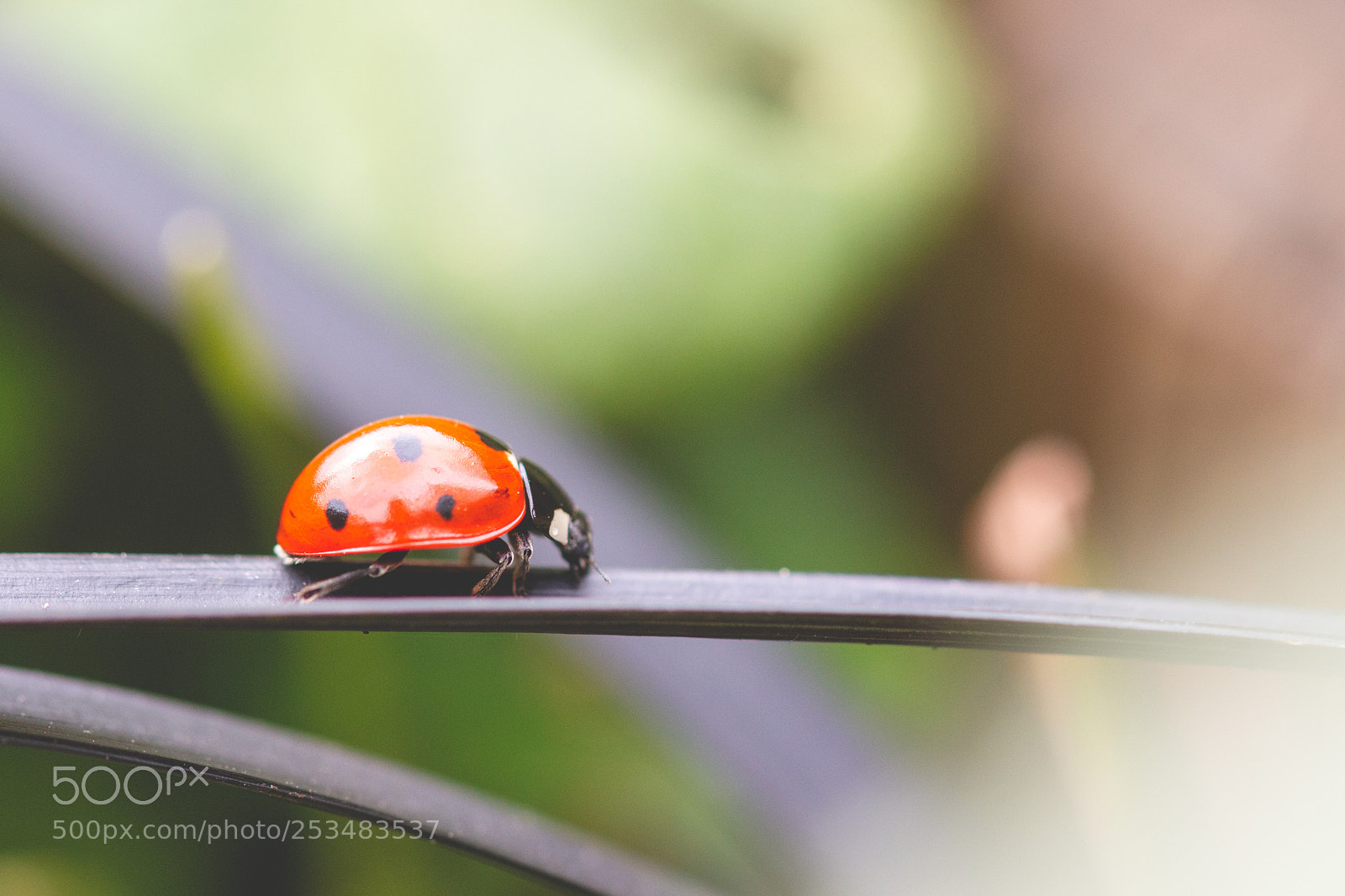 Canon EOS 70D sample photo. Wandering ladybird photography