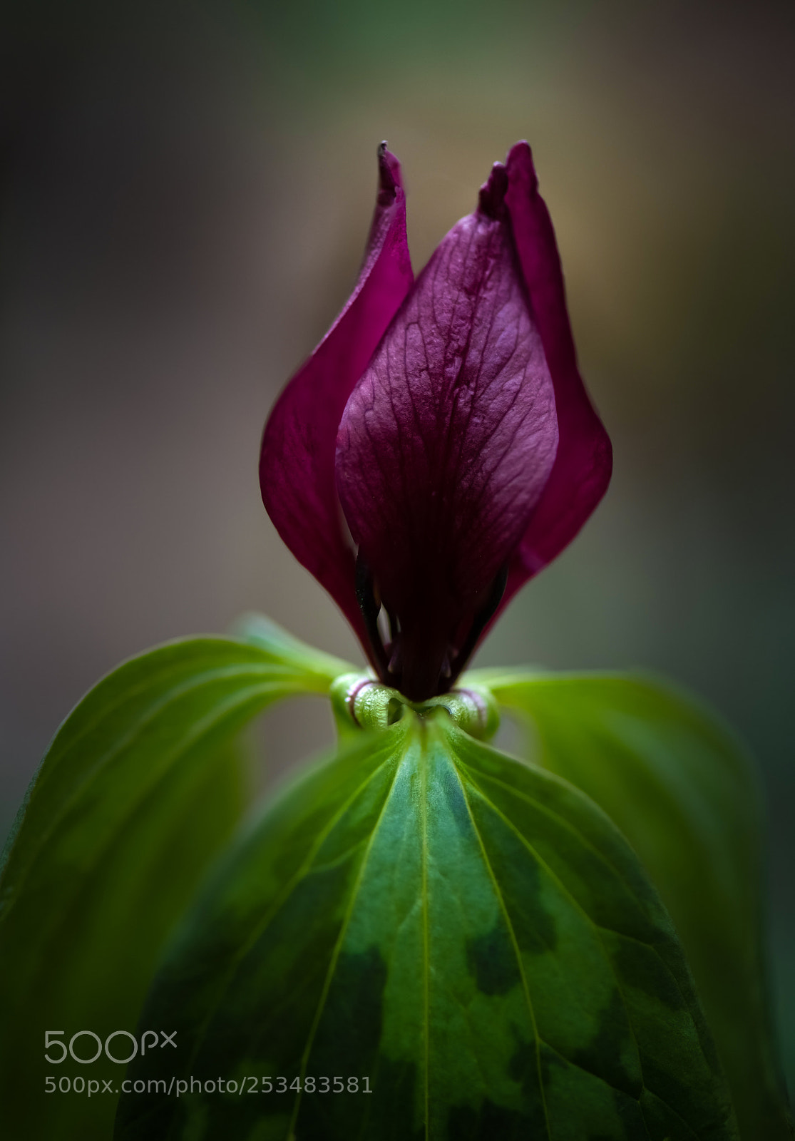 Nikon D850 sample photo. Flower photography