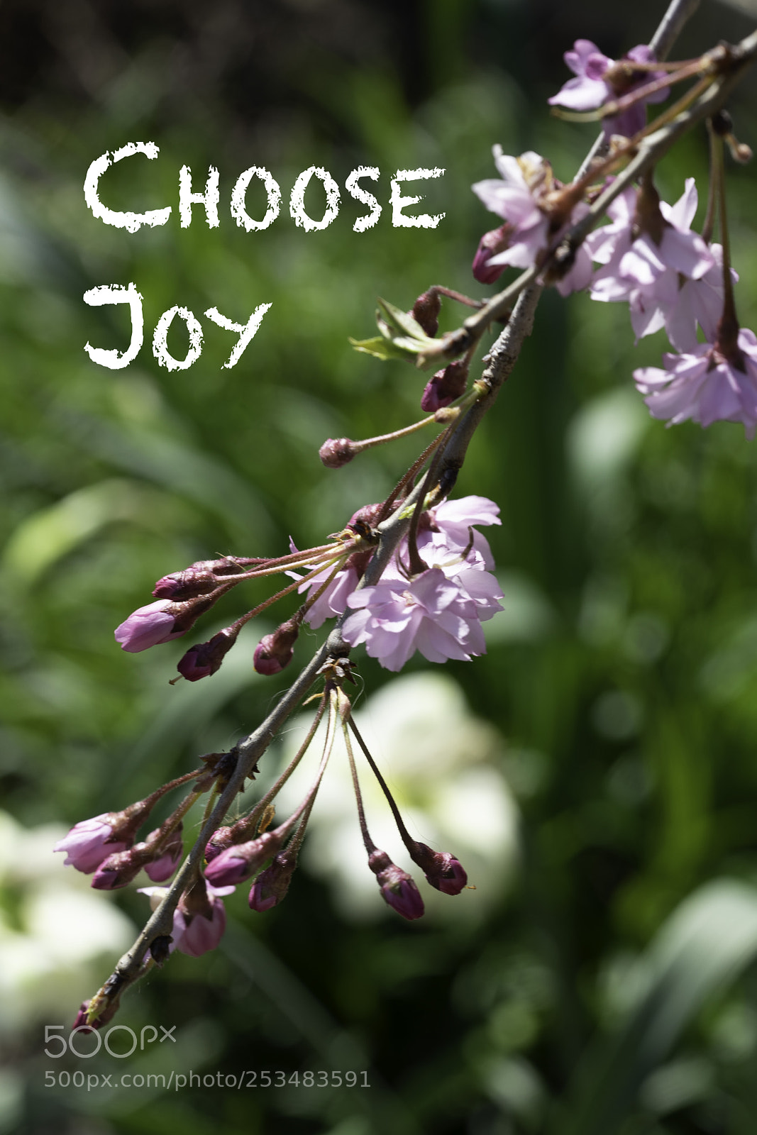 Sony a7 sample photo. Choose joy photography