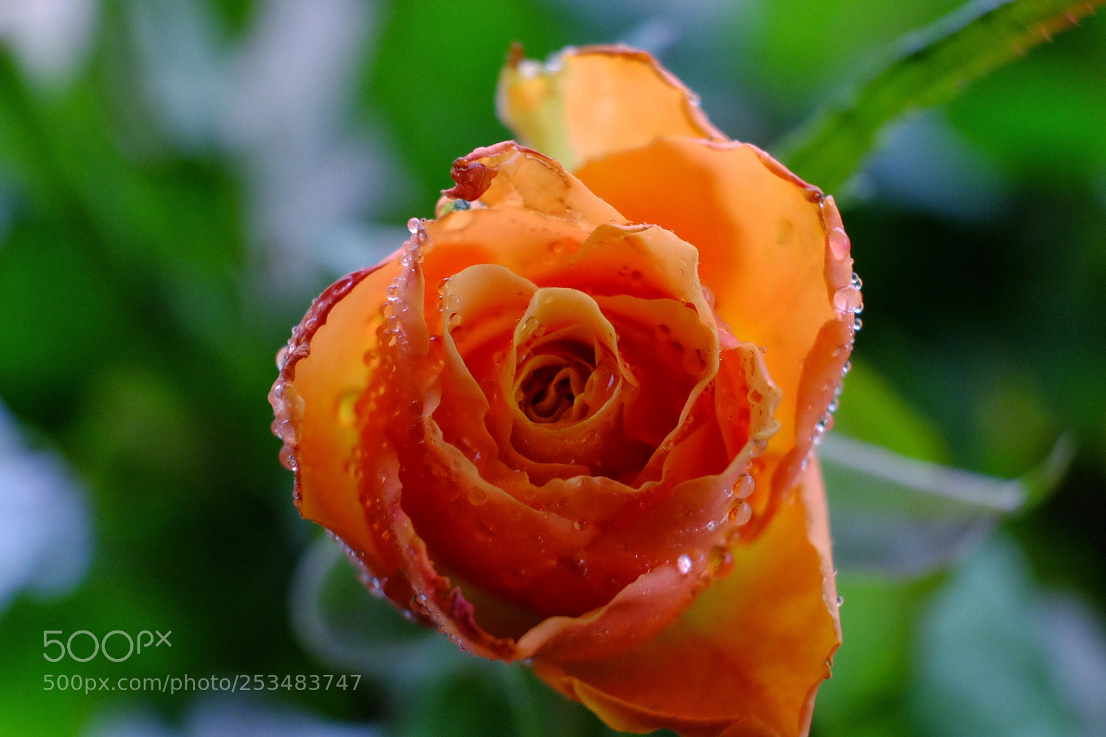 Fujifilm X-T10 sample photo. Orange rose photography