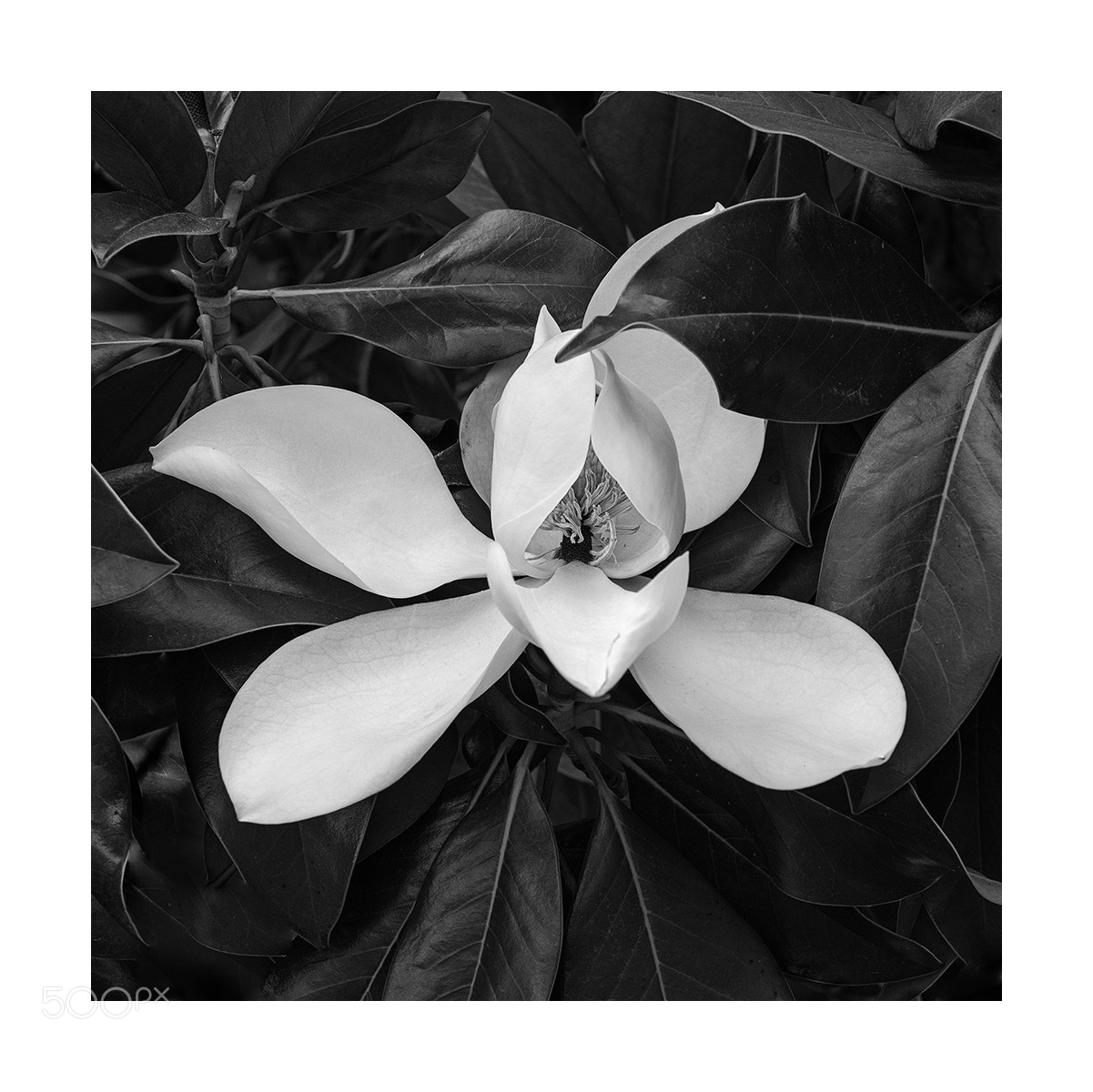 Nikon D600 sample photo. Magnolia bloom - botanic photography