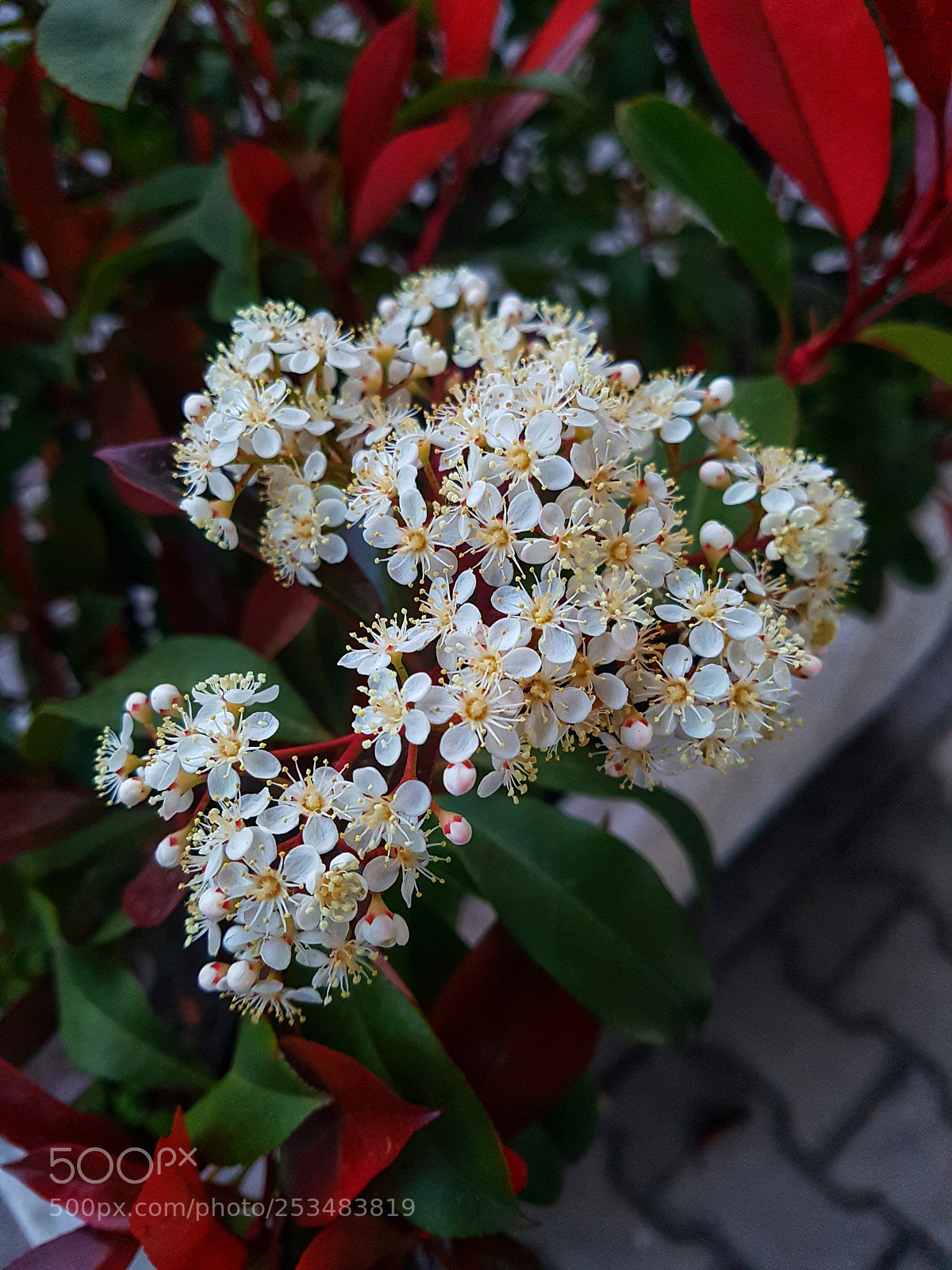 Samsung Galaxy S7 Edge sample photo. Flowers photography