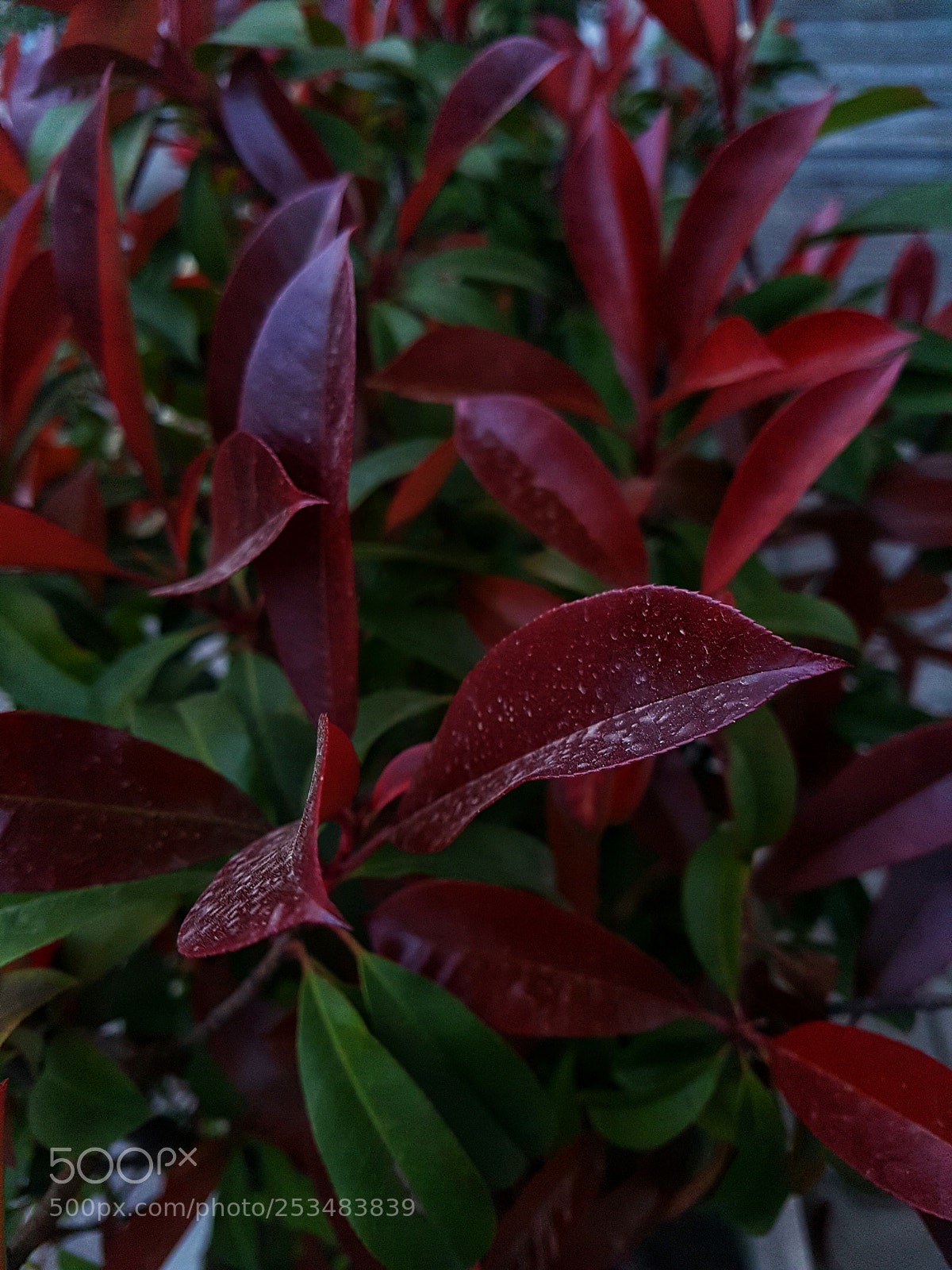 Samsung Galaxy S7 Edge sample photo. Red leafes photography