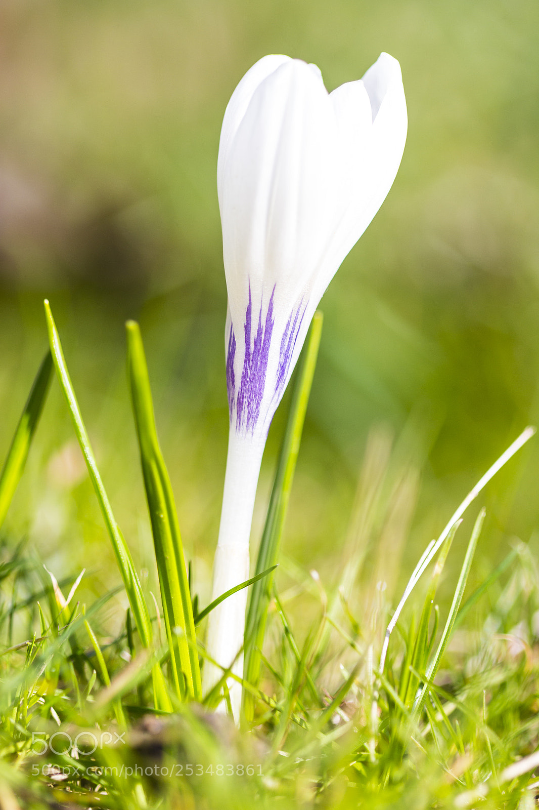 Canon EOS 700D (EOS Rebel T5i / EOS Kiss X7i) sample photo. White crocus photography