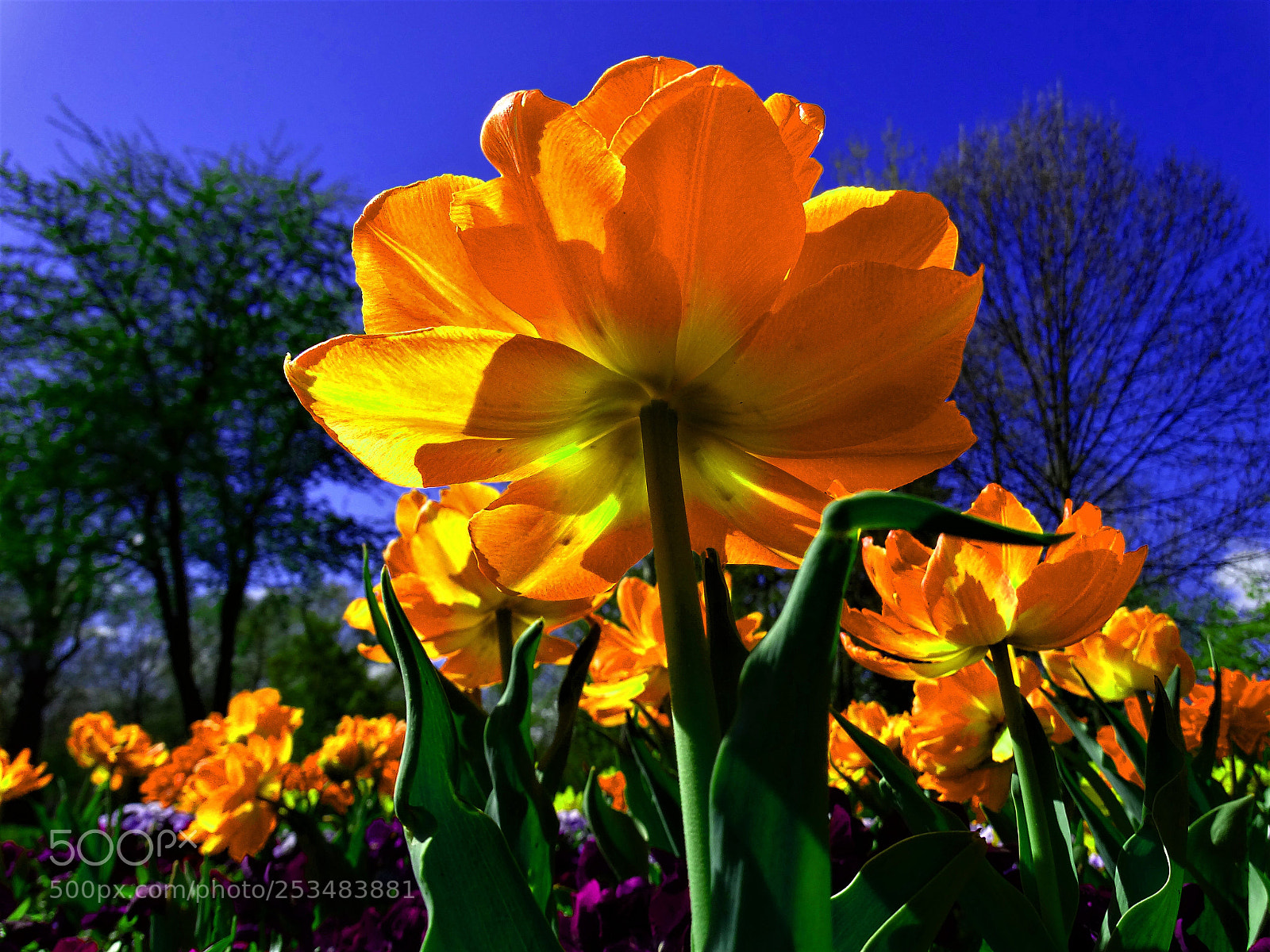 Sony Cyber-shot DSC-HX300 sample photo. What a wonderful world photography