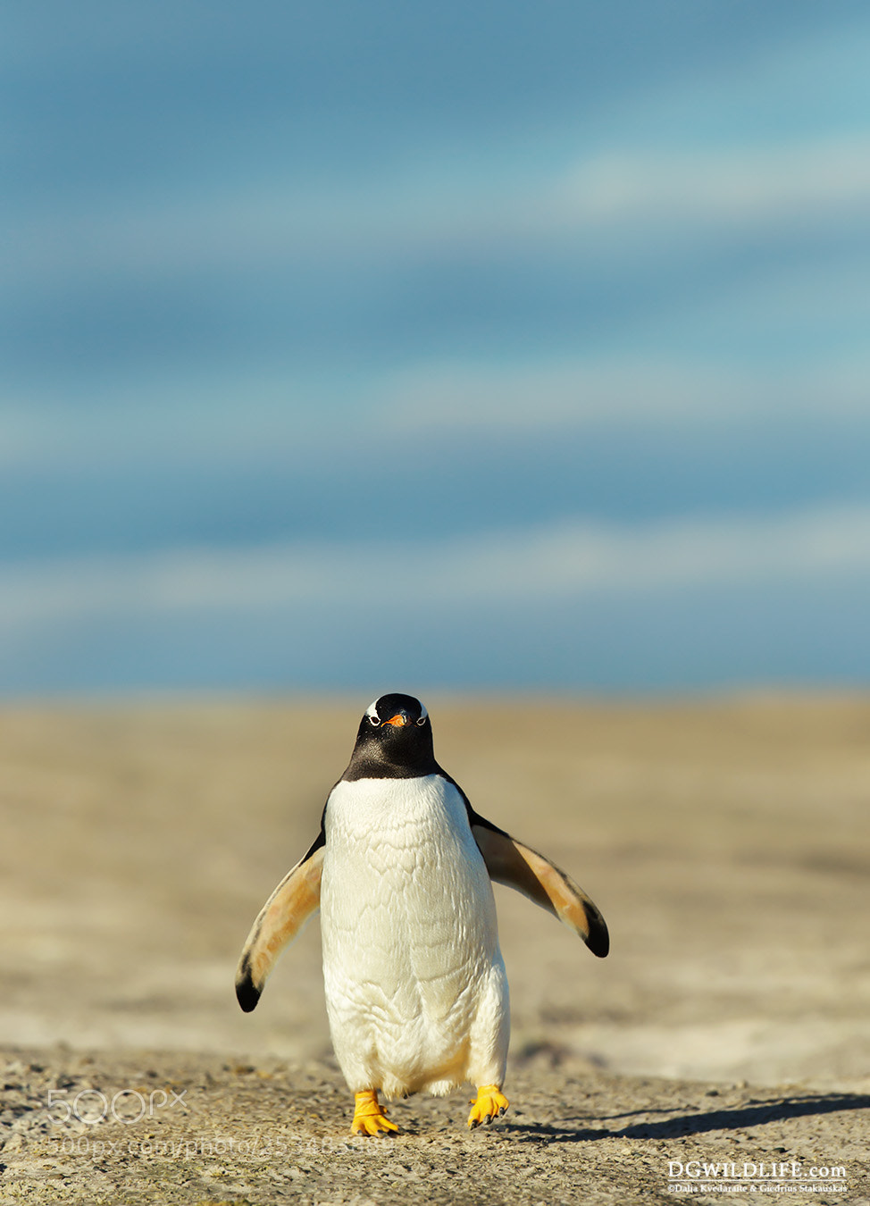 Canon EOS-1D X sample photo. Gentoo penguin photography