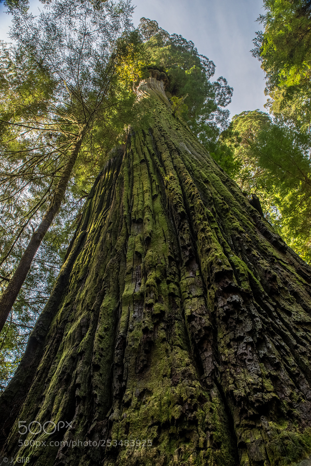 Nikon D610 sample photo. - old giant - photography