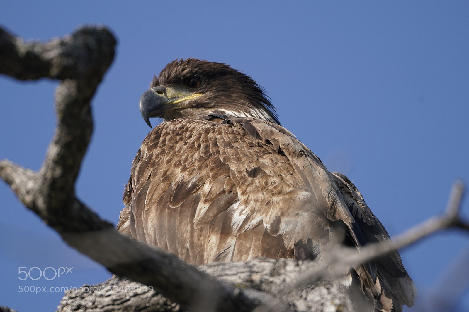 Sony a7R III sample photo. Juvenile eagle close photography
