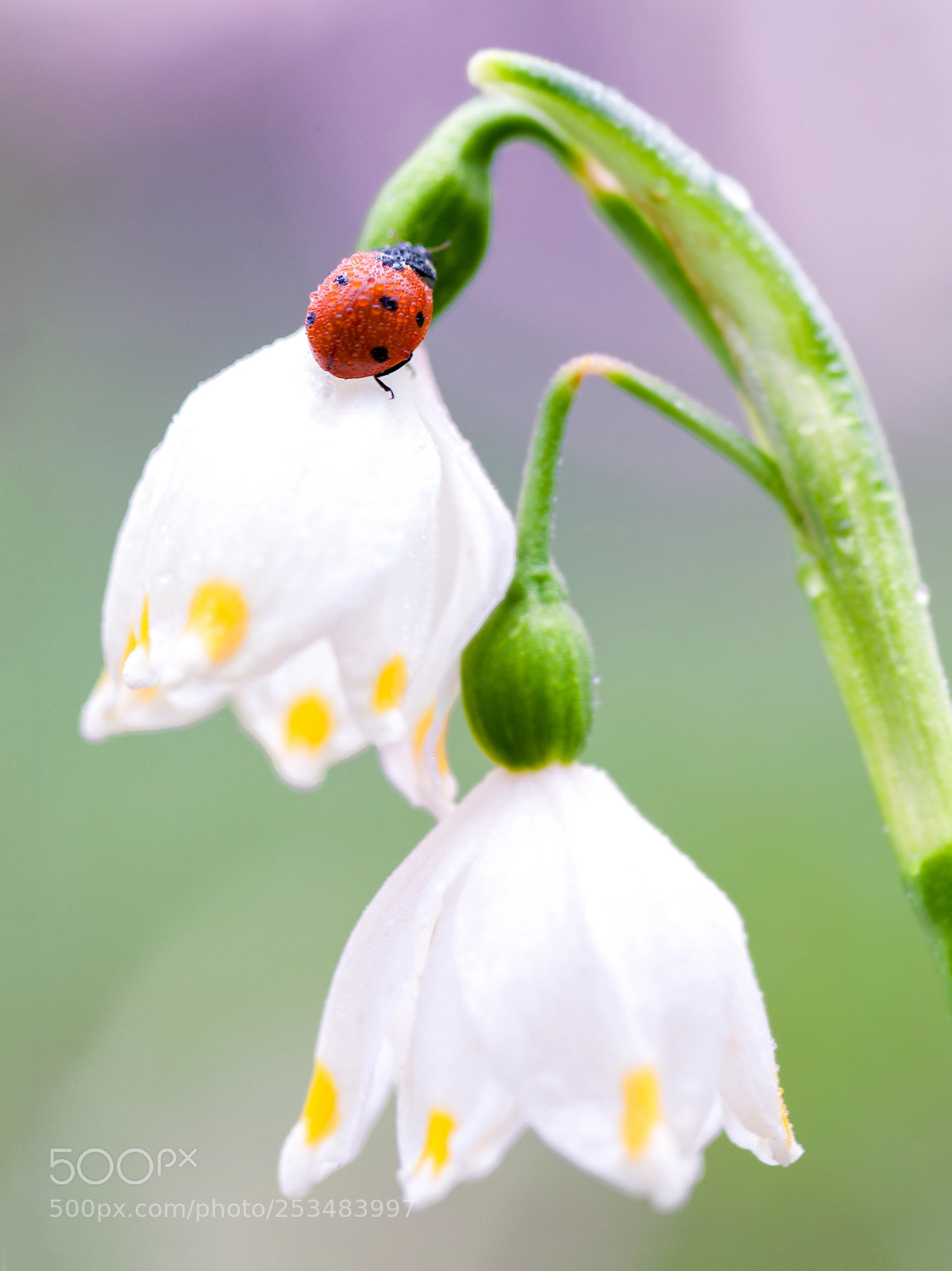 Canon EOS 50D sample photo. Spring lady photography