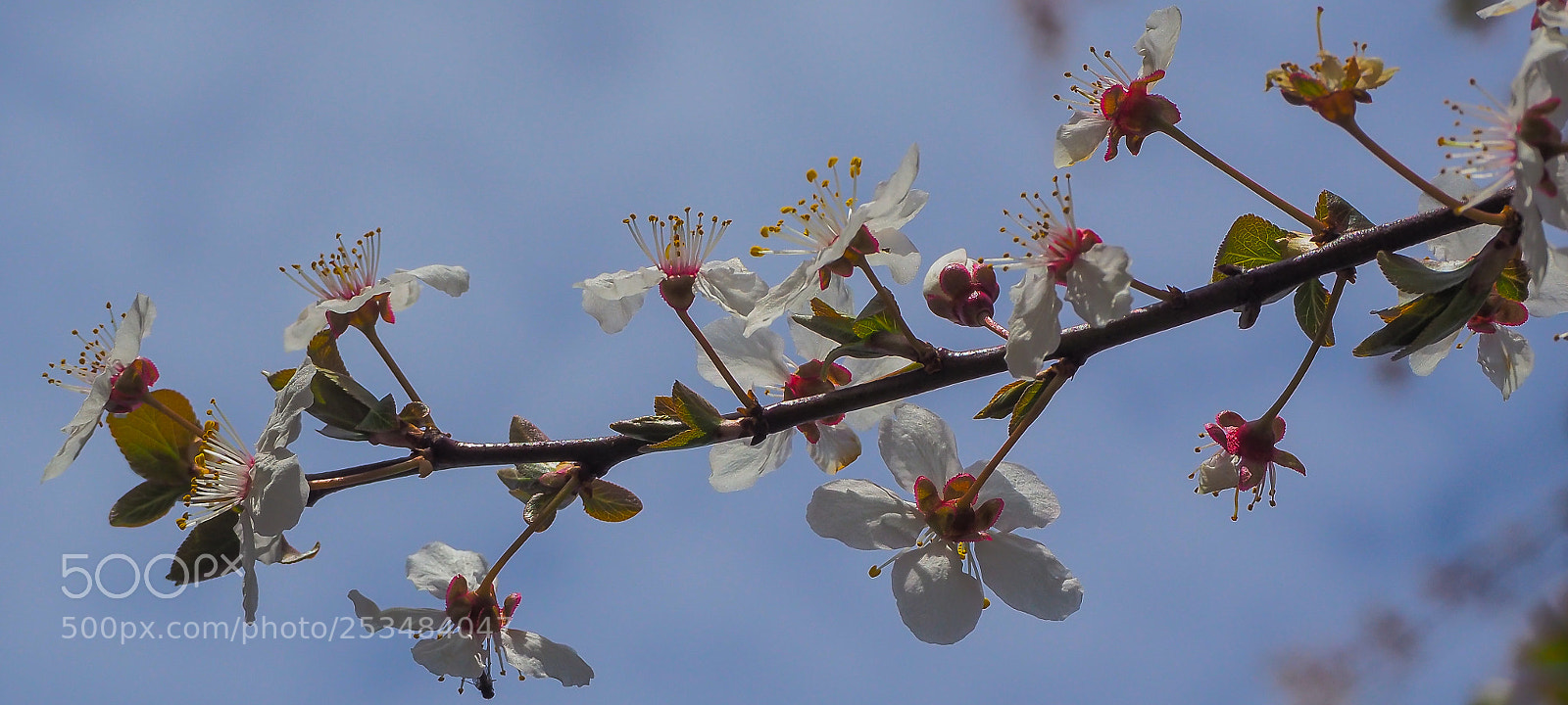 Olympus OM-D E-M10 II sample photo. Spring blossoms photography