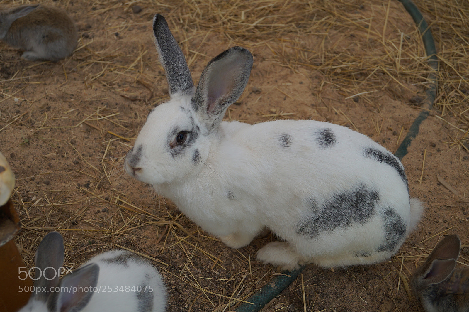 Sony SLT-A57 sample photo. Untitled photography