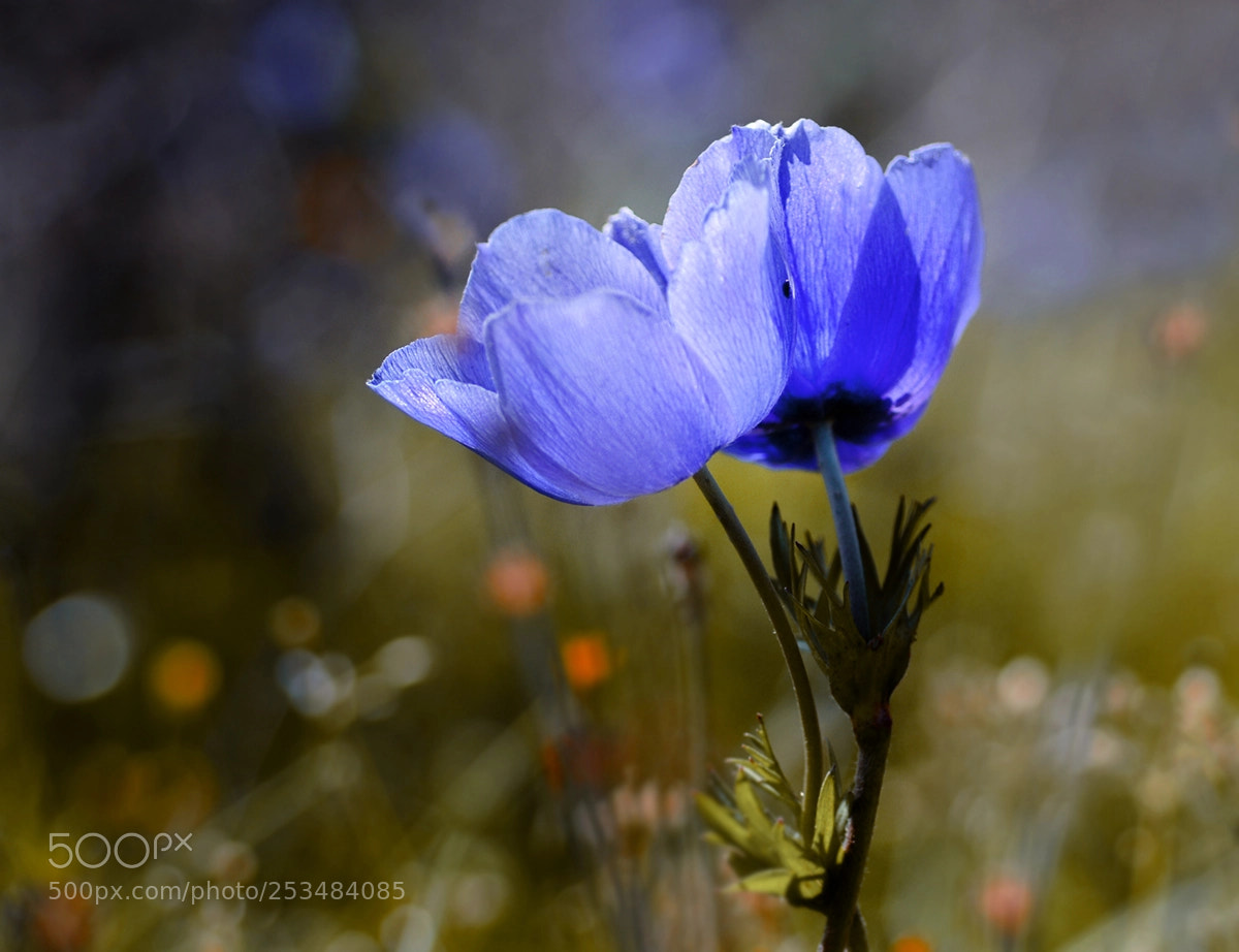 Nikon D7100 sample photo. Anemon photography
