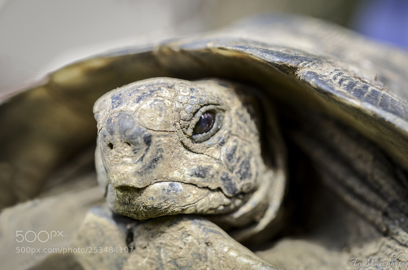 Nikon D7000 sample photo. Tortue photography