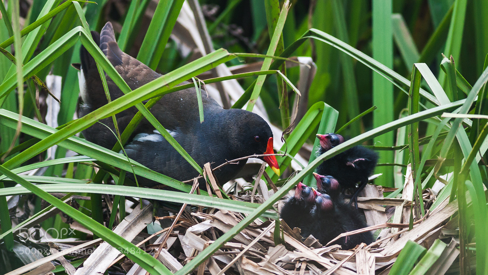 Canon EOS 30D sample photo. Chicks photography