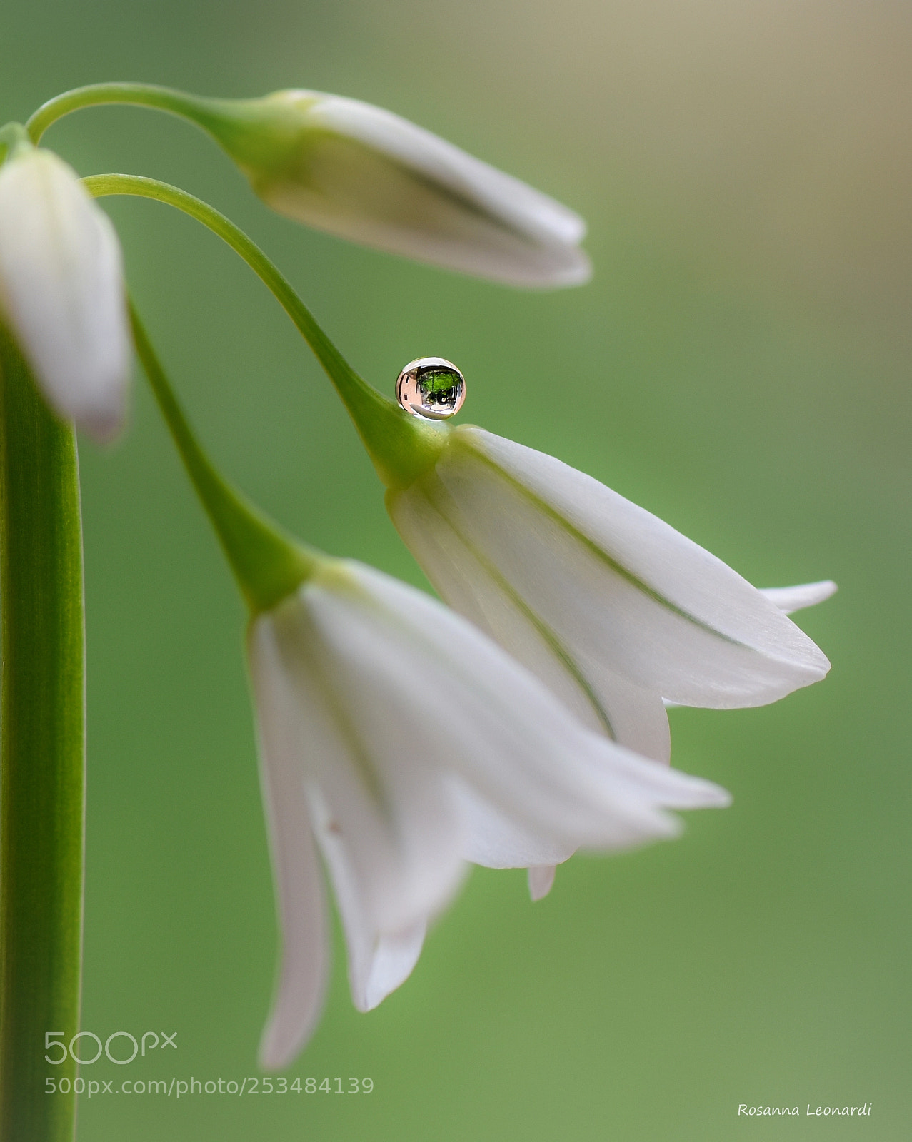 Nikon D7200 sample photo. ((( o ))) photography
