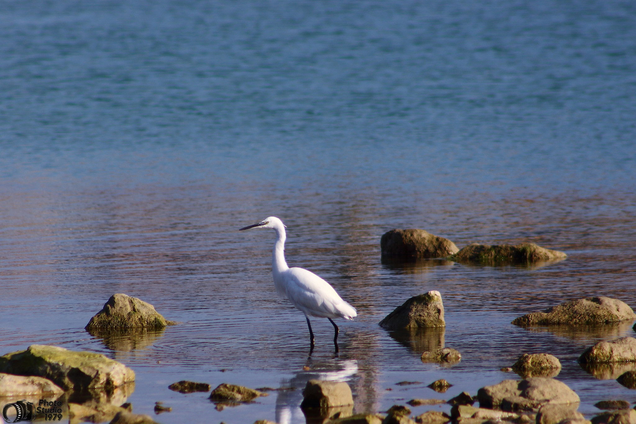 Canon EF 75-300mm f/4-5.6 sample photo. Egret photography