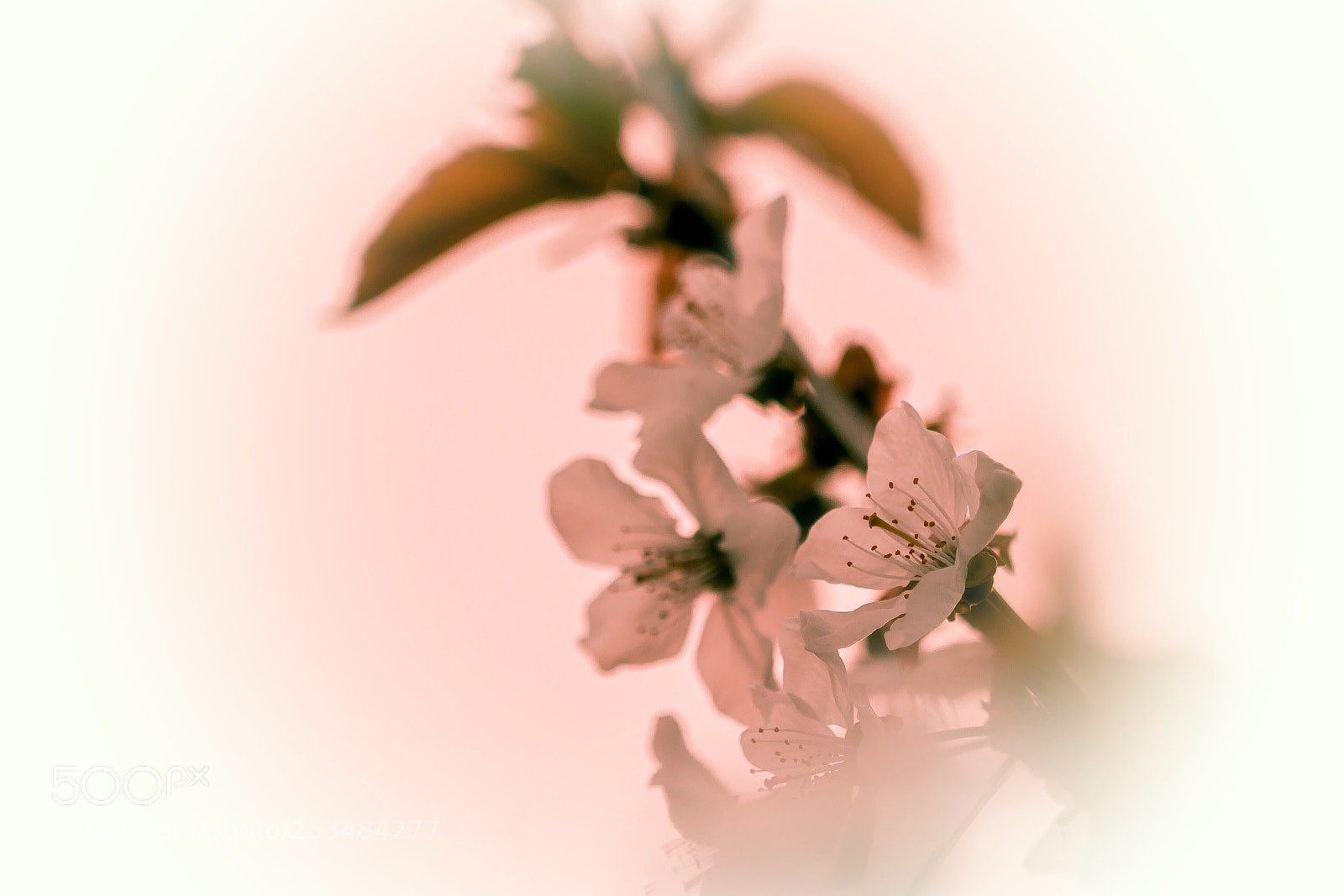 Nikon D7200 sample photo. Spring photography
