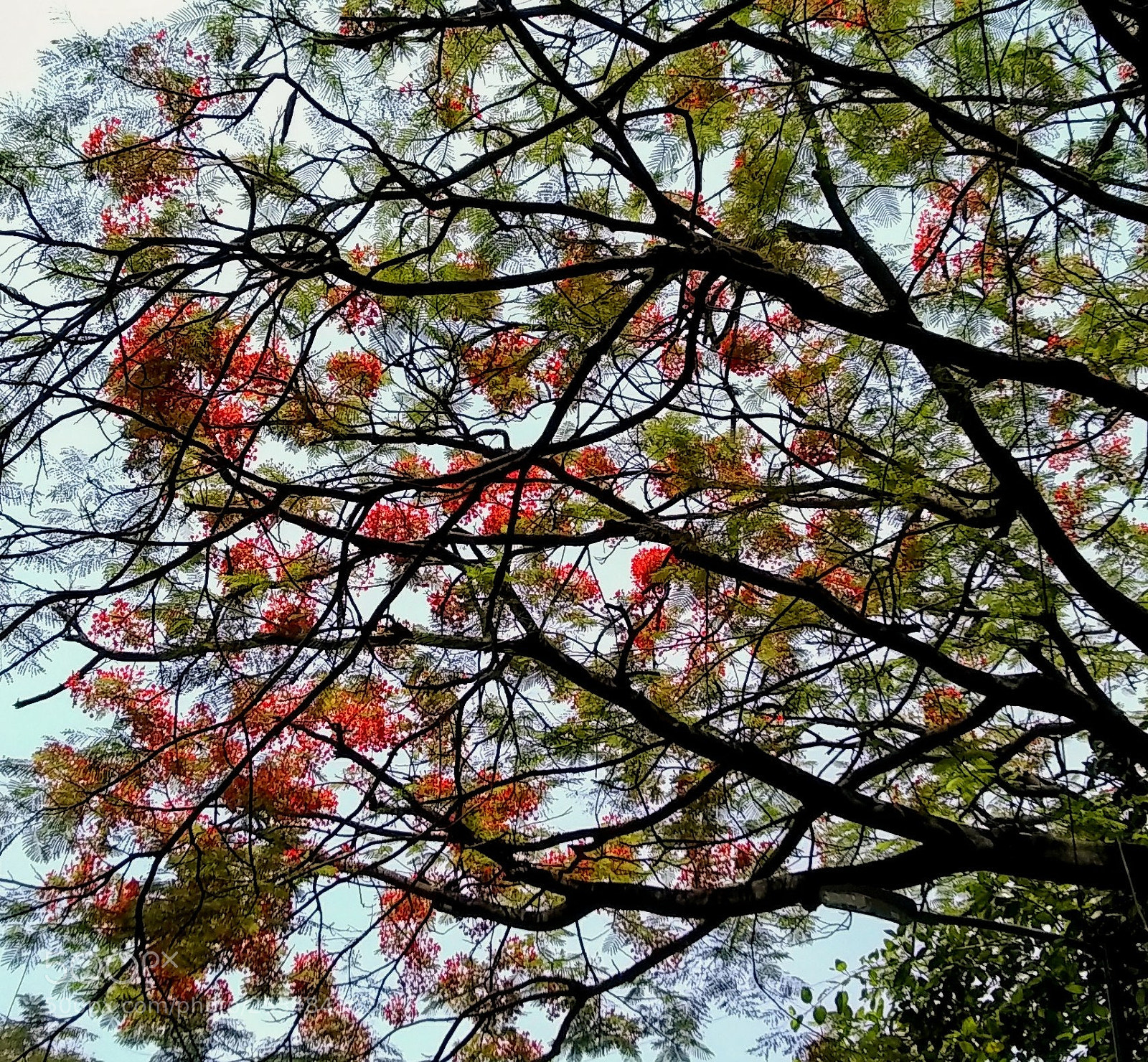 Motorola Moto E4 sample photo. Spring in bangalore photography