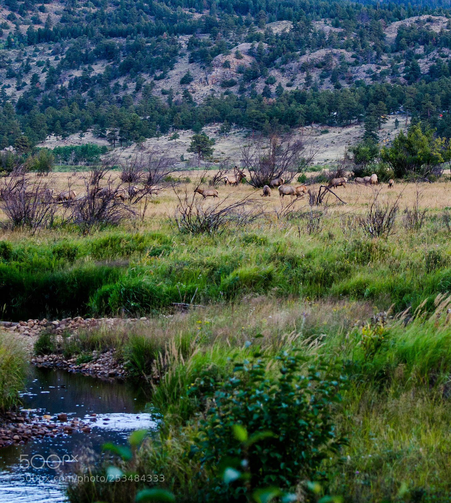 Nikon D7000 sample photo. The herd photography