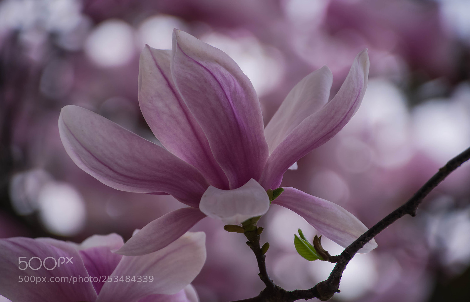 Nikon D7200 sample photo. Magnólia photography