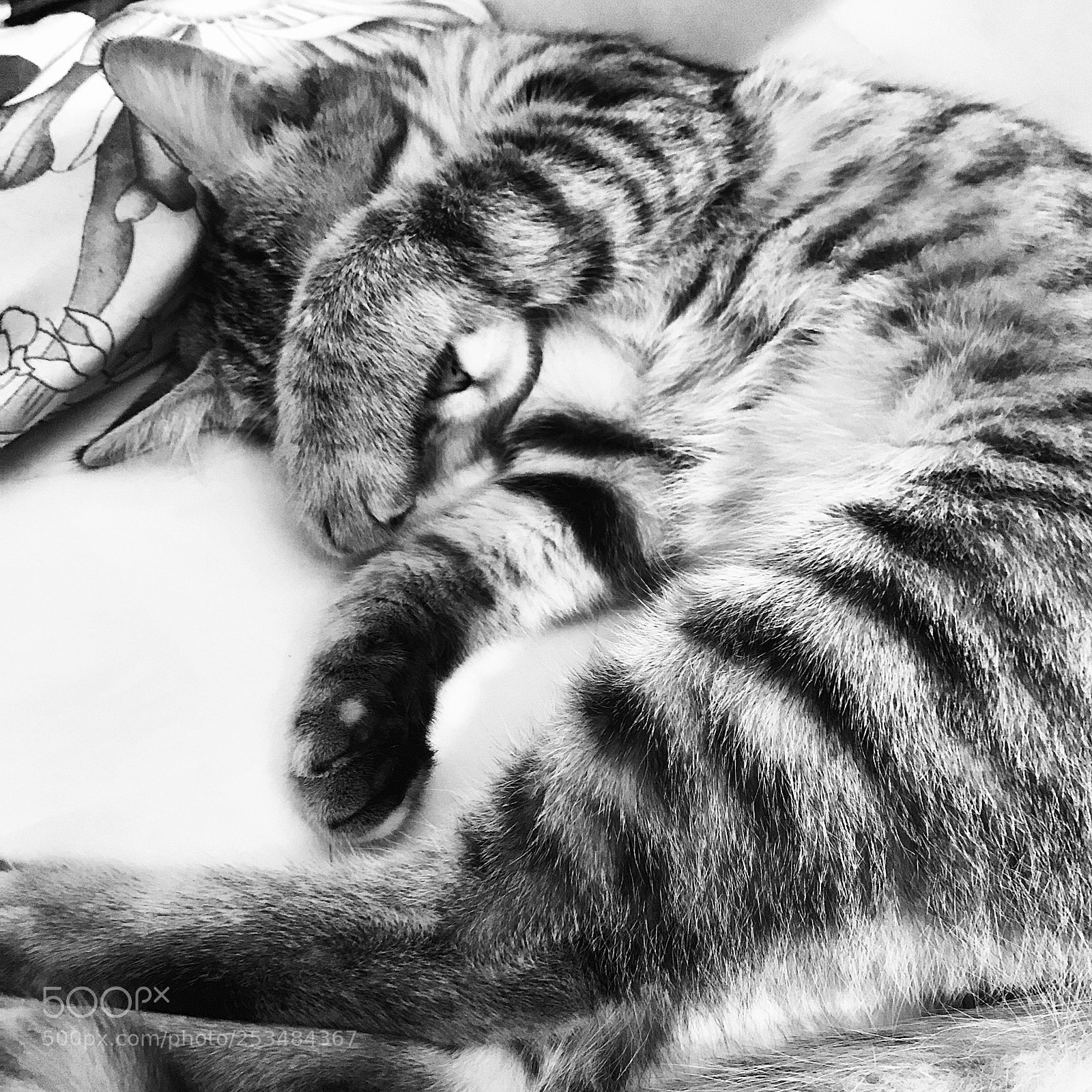 Apple iPhone 7 sample photo. Lazy cat photography