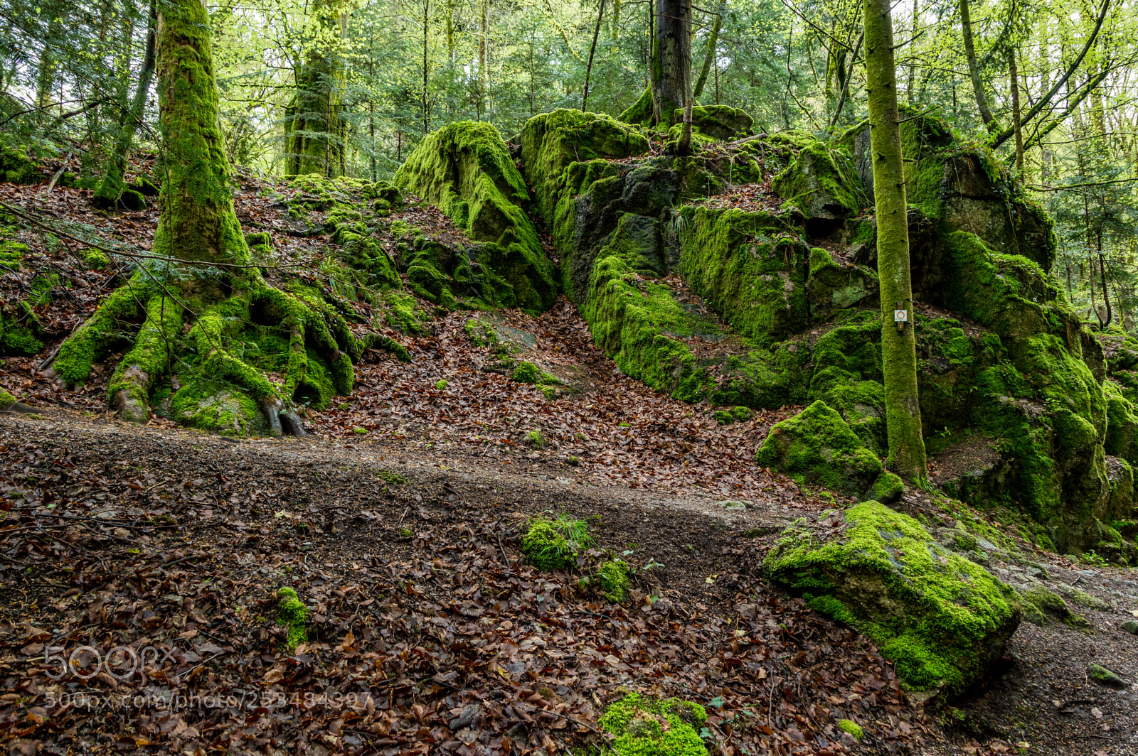 Nikon D3200 sample photo. The forest photography