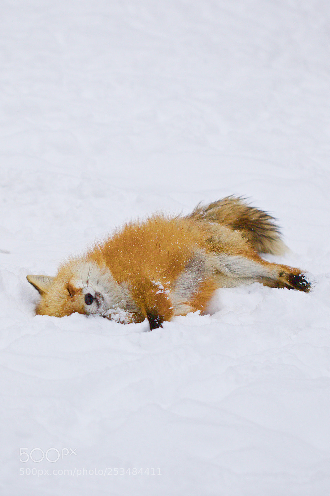 Canon EOS 7D Mark II sample photo. Sleeping fox photography