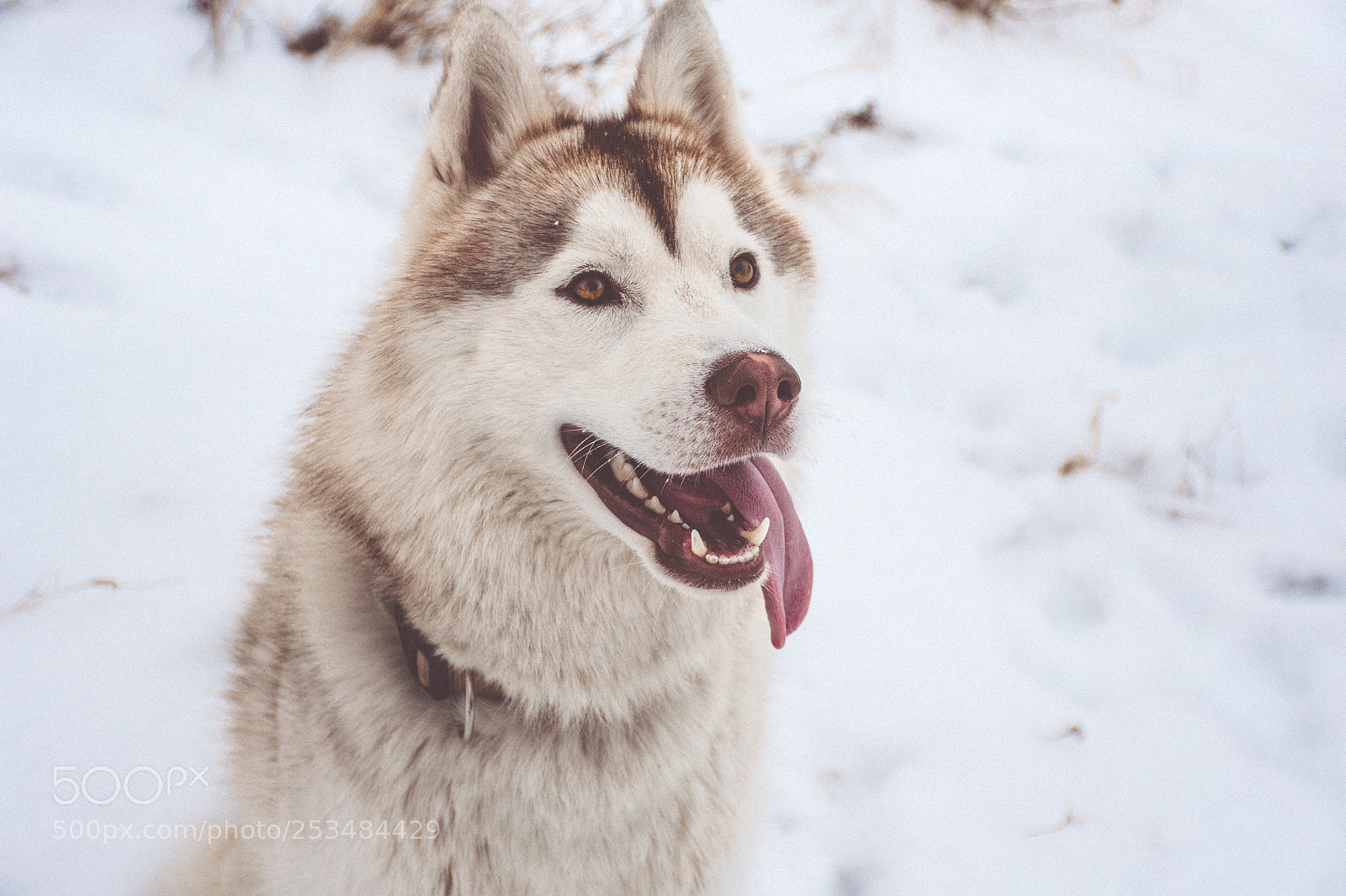 Nikon D7200 sample photo. Husky ike photography