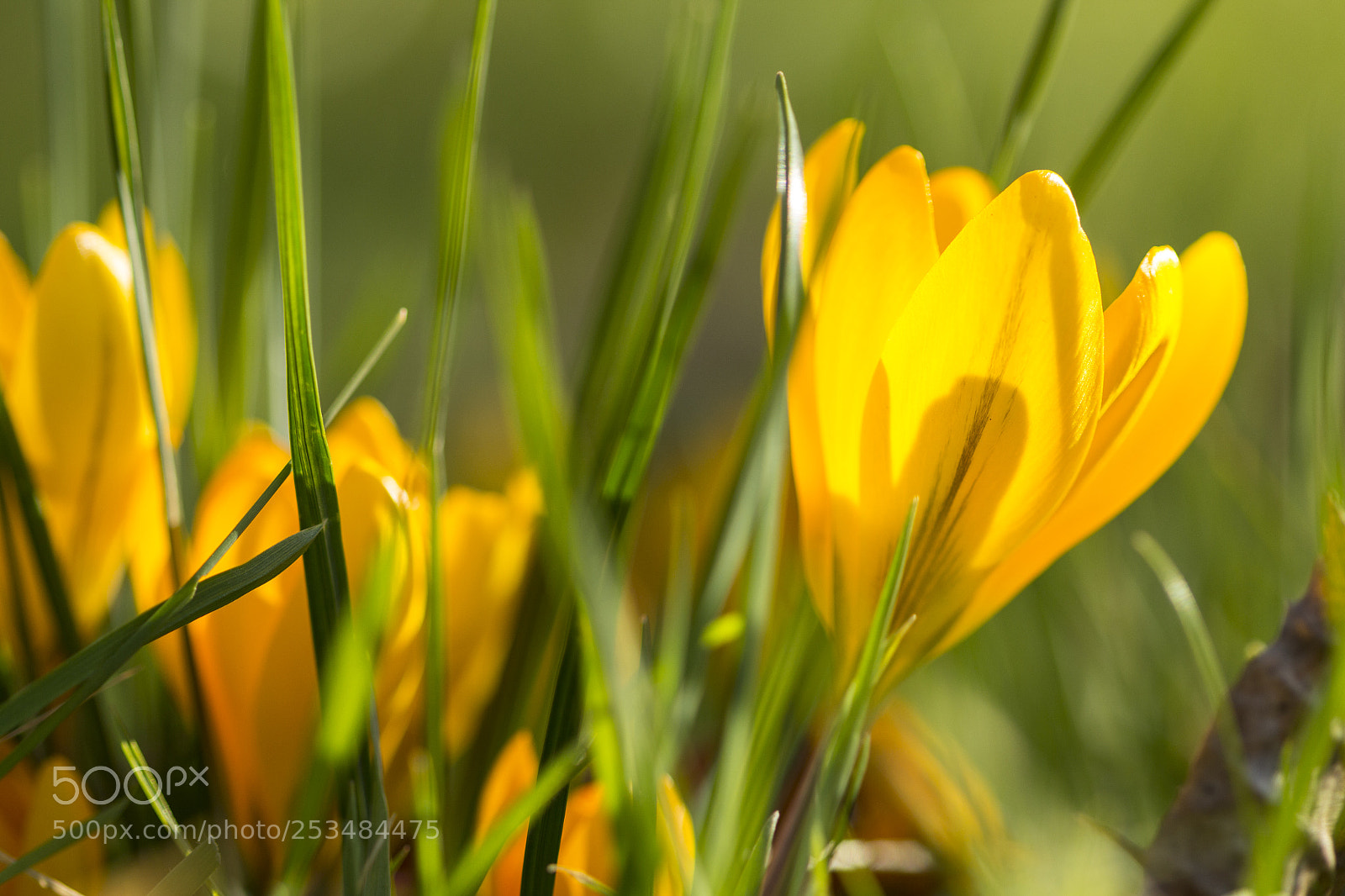 Canon EOS 700D (EOS Rebel T5i / EOS Kiss X7i) sample photo. Yellow crocus photography