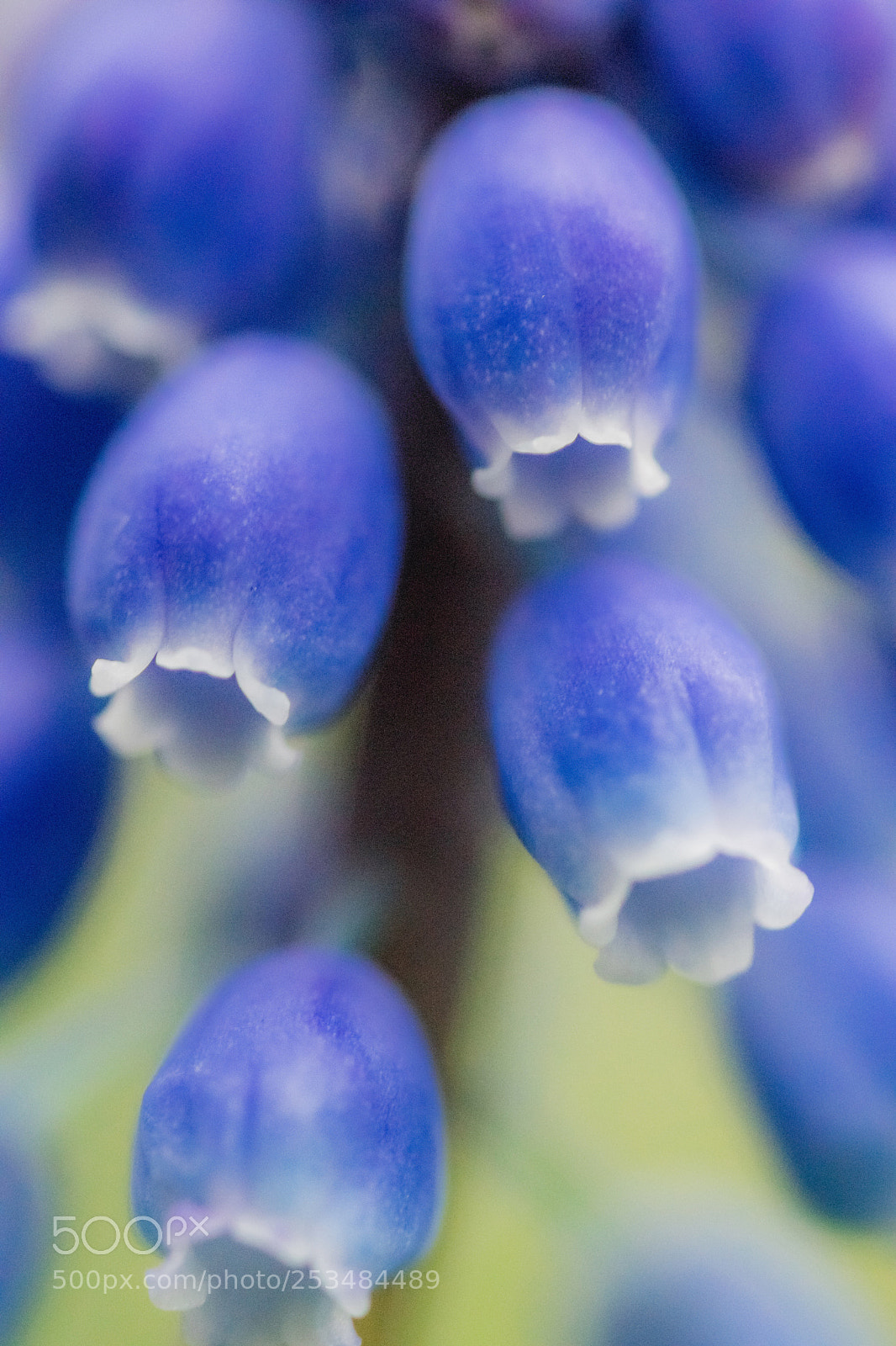 Sony ILCA-77M2 sample photo. Blue dream photography
