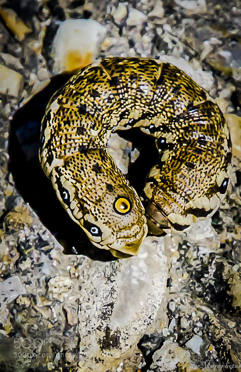 Nikon D7000 sample photo. Chenille cyclope chenille du photography