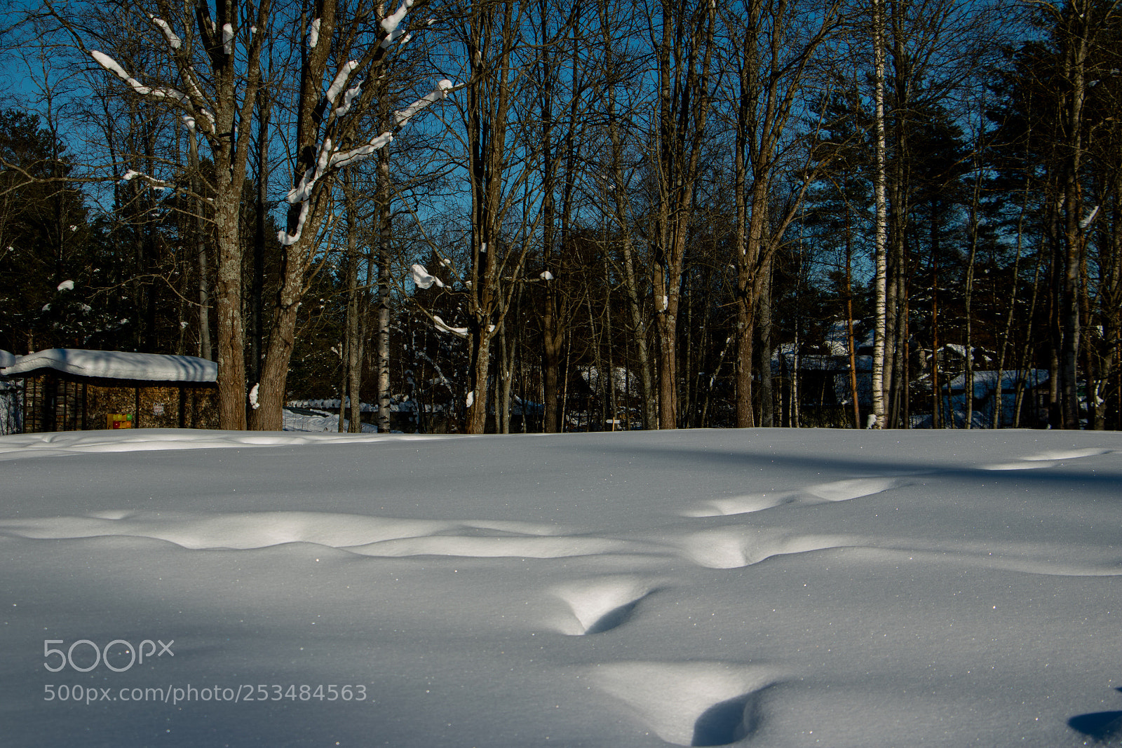 Canon EOS 750D (EOS Rebel T6i / EOS Kiss X8i) sample photo. Winter morning photography