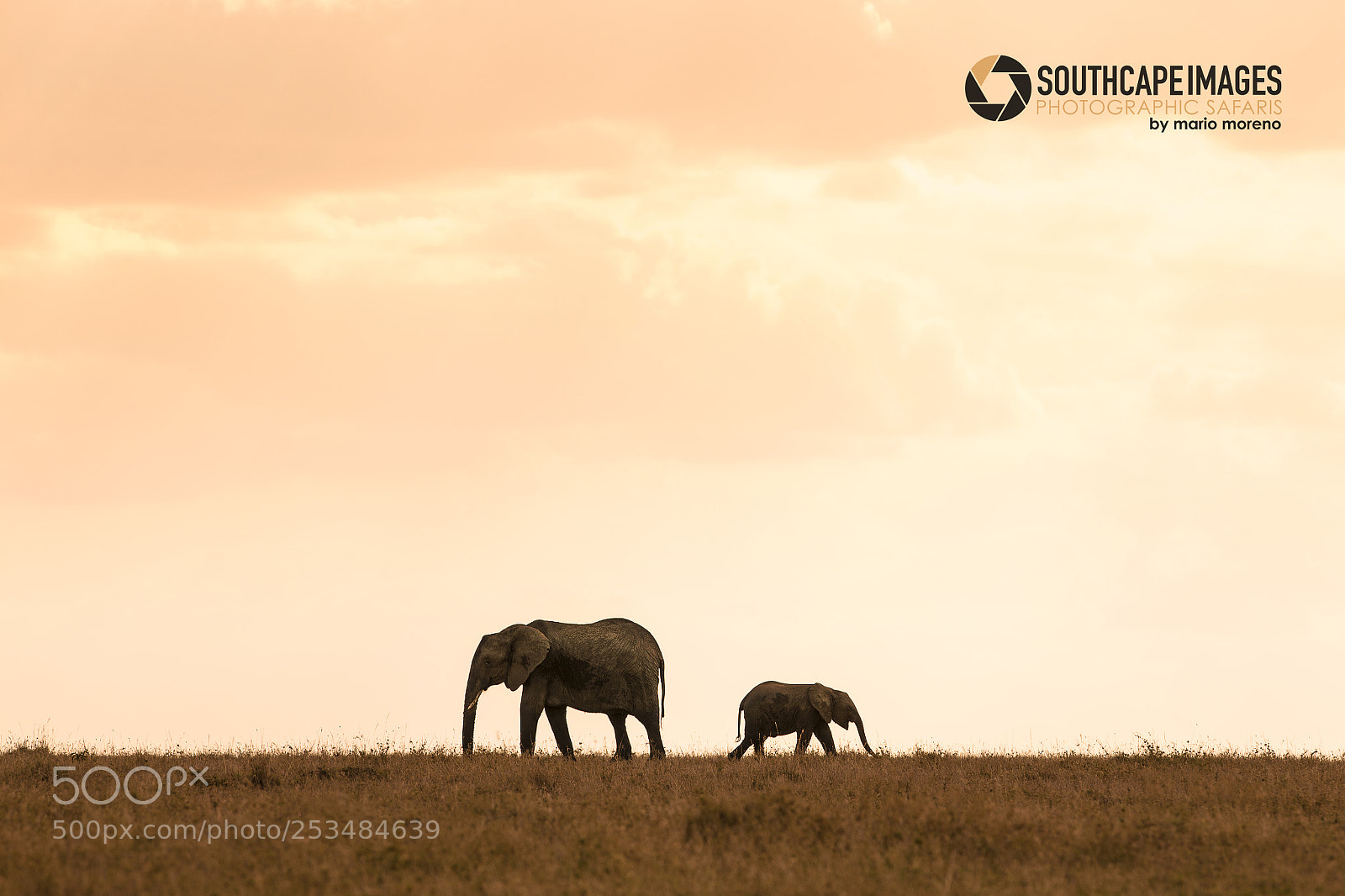 Canon EOS-1D X sample photo. Elephants of mara photography