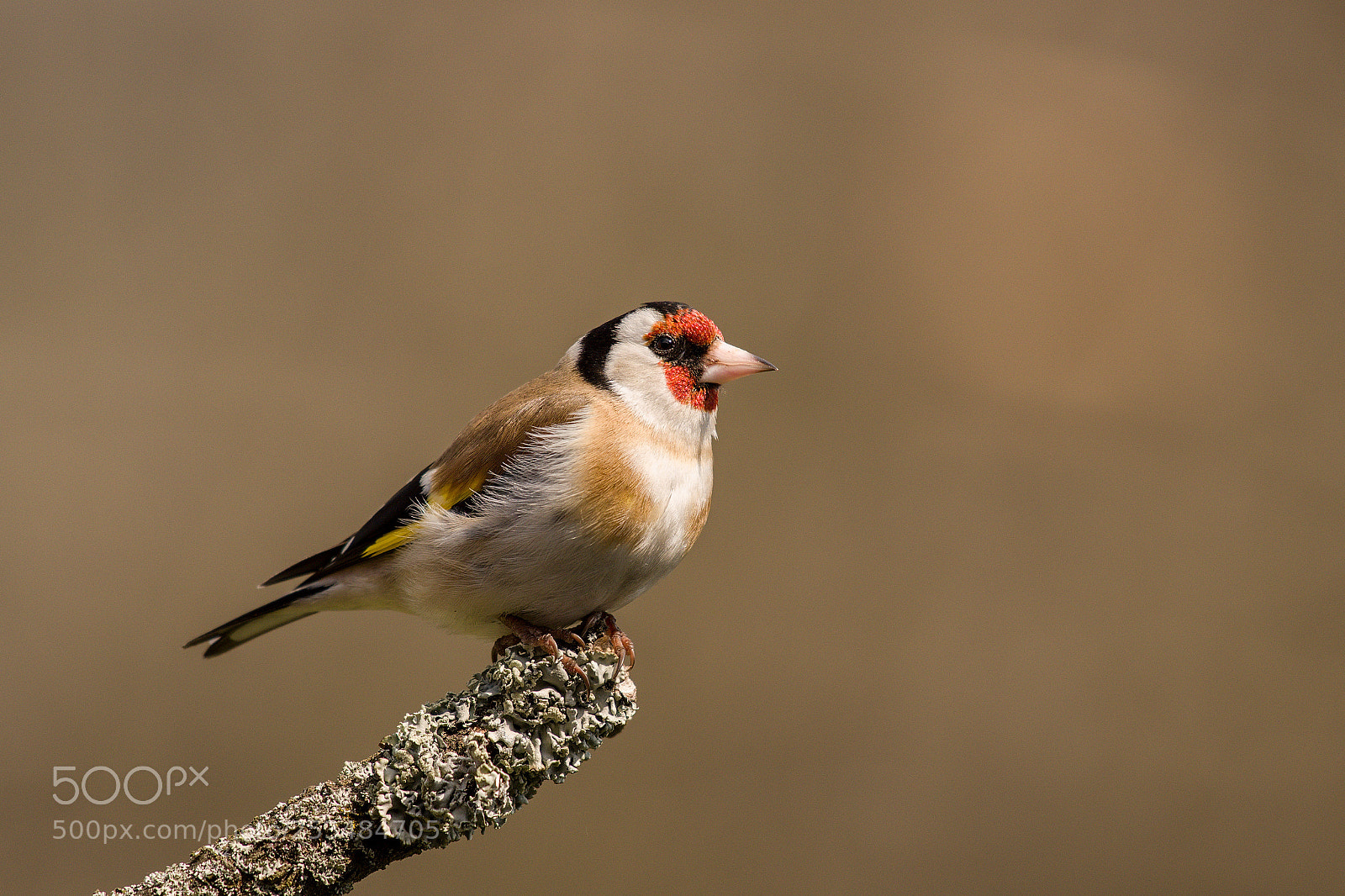 Nikon D500 sample photo. Goldfinch photography