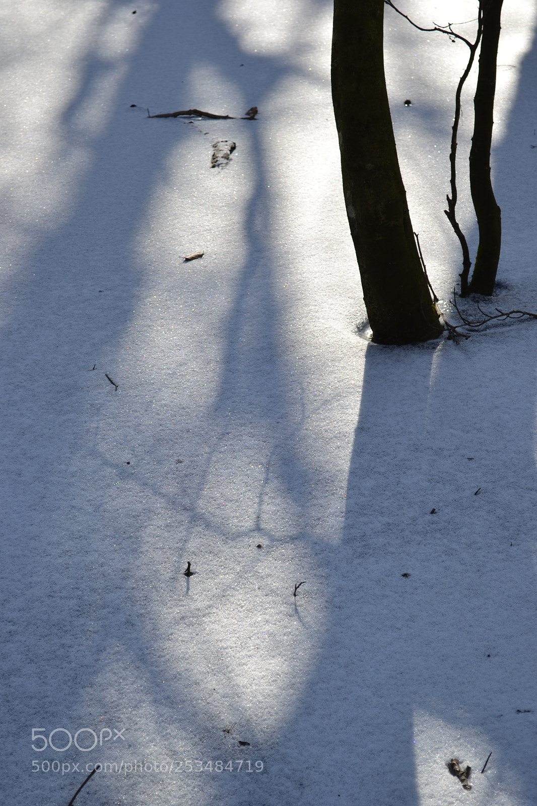 Nikon D3100 sample photo. Winterforest photography
