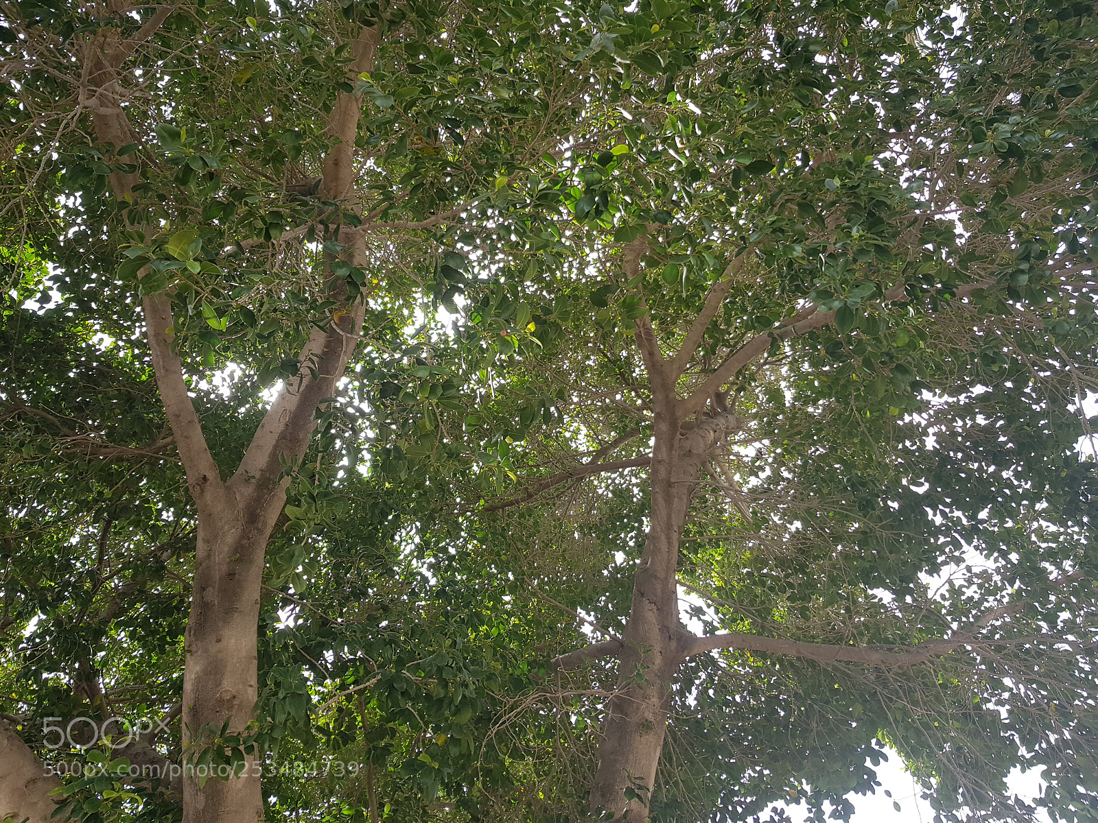 Samsung Galaxy S8 sample photo. Untitled photography