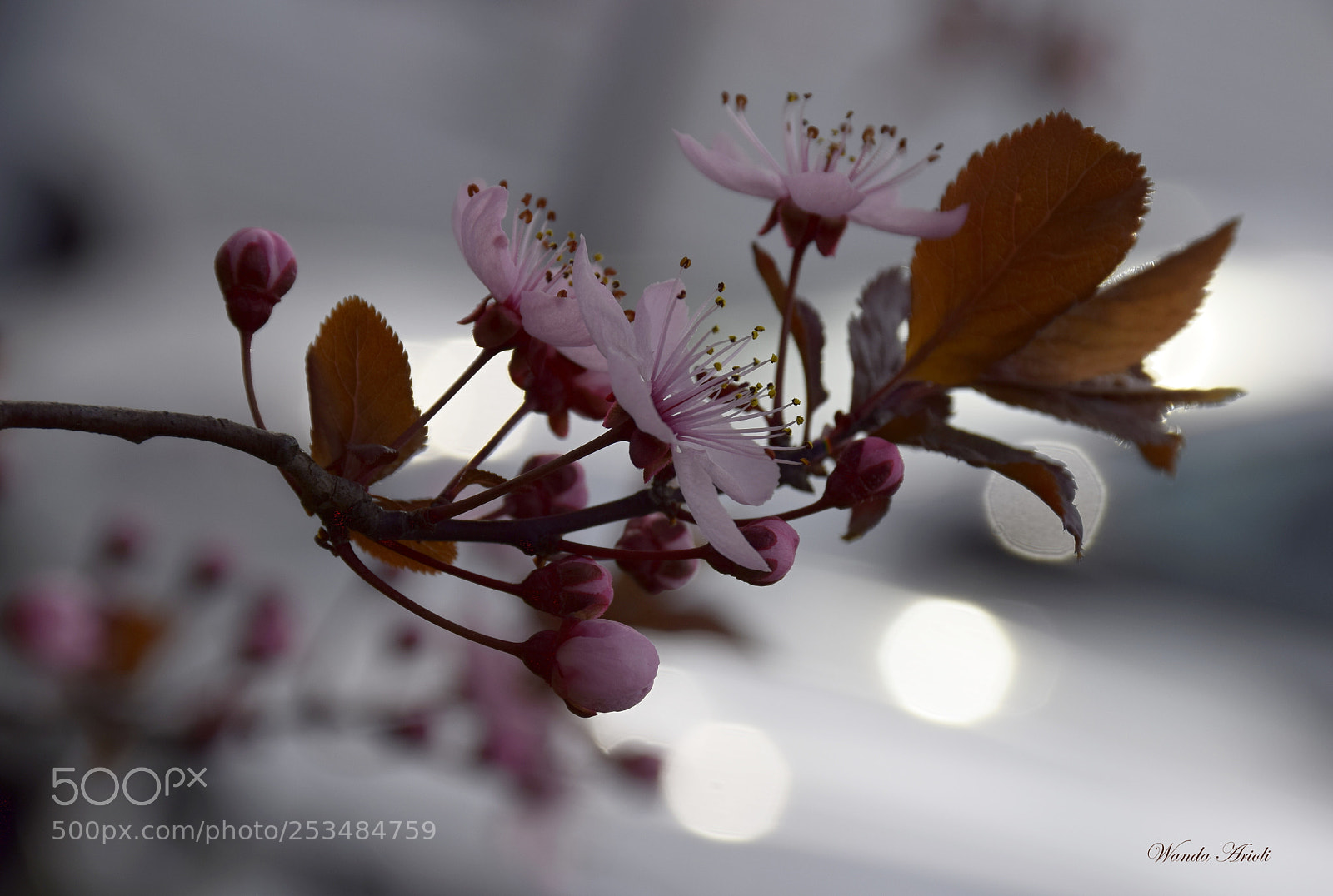 Nikon D5300 sample photo. Untitled photography