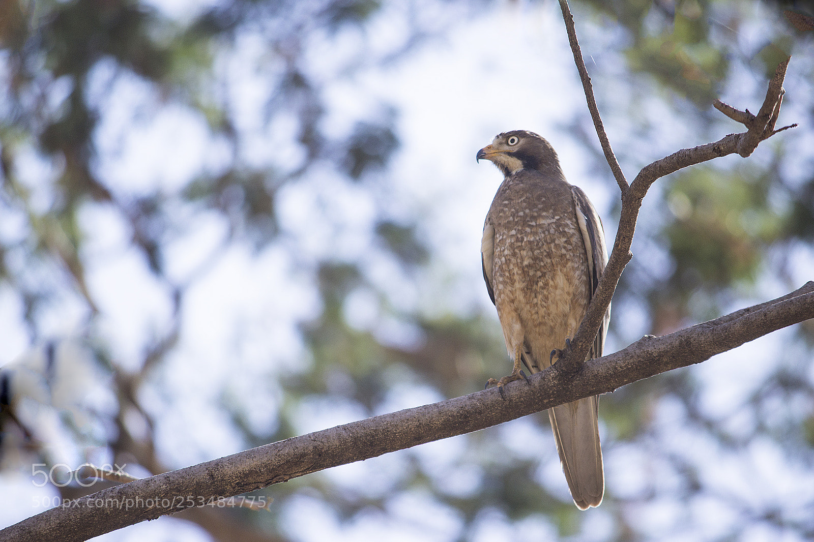 Canon EOS 1200D (EOS Rebel T5 / EOS Kiss X70 / EOS Hi) sample photo. White eye buzzard photography