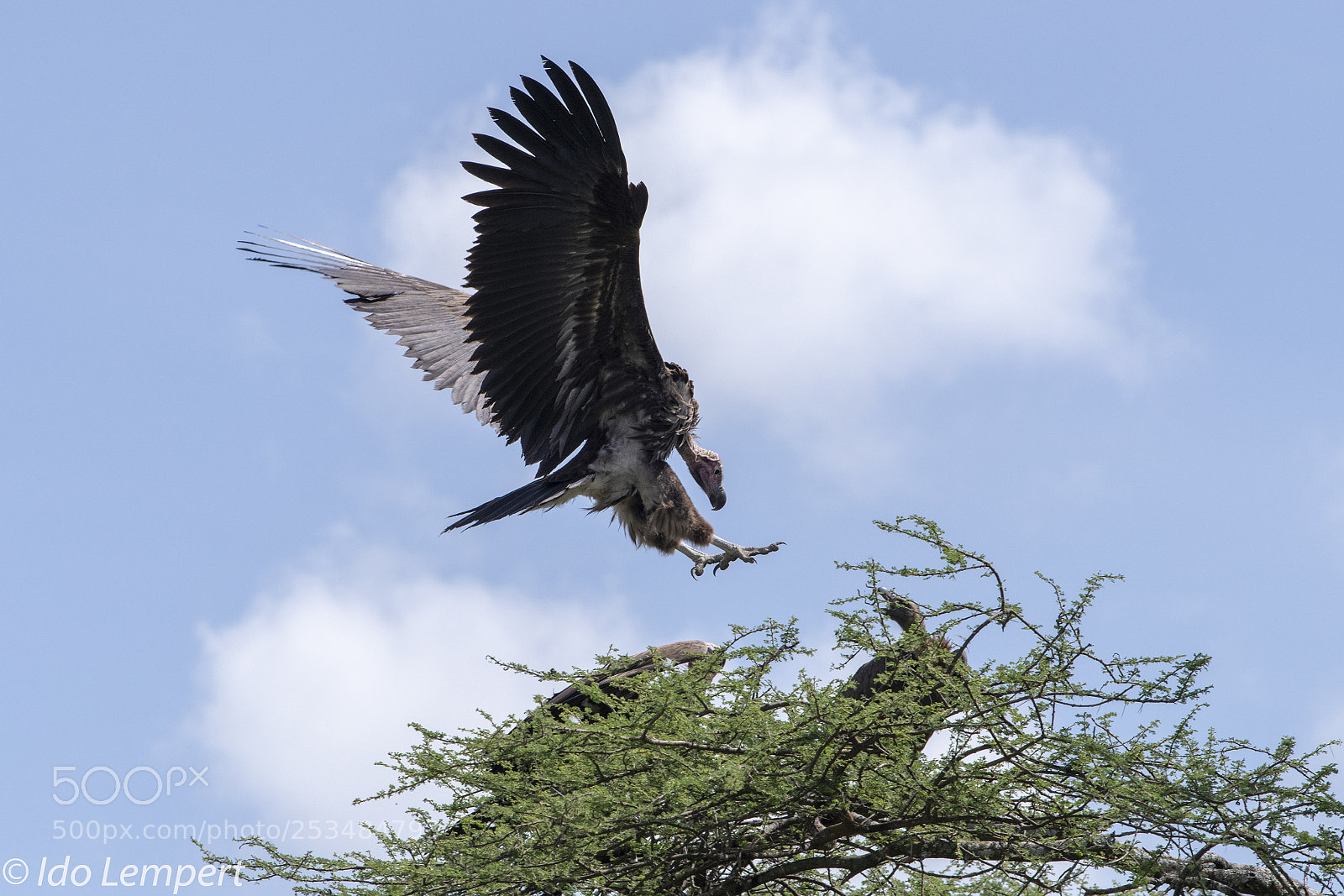 Nikon D850 sample photo. The eagle has lended photography