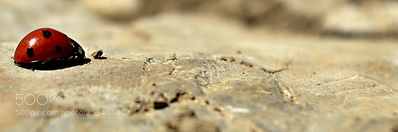 Nikon D5100 sample photo. Lady-bird photography