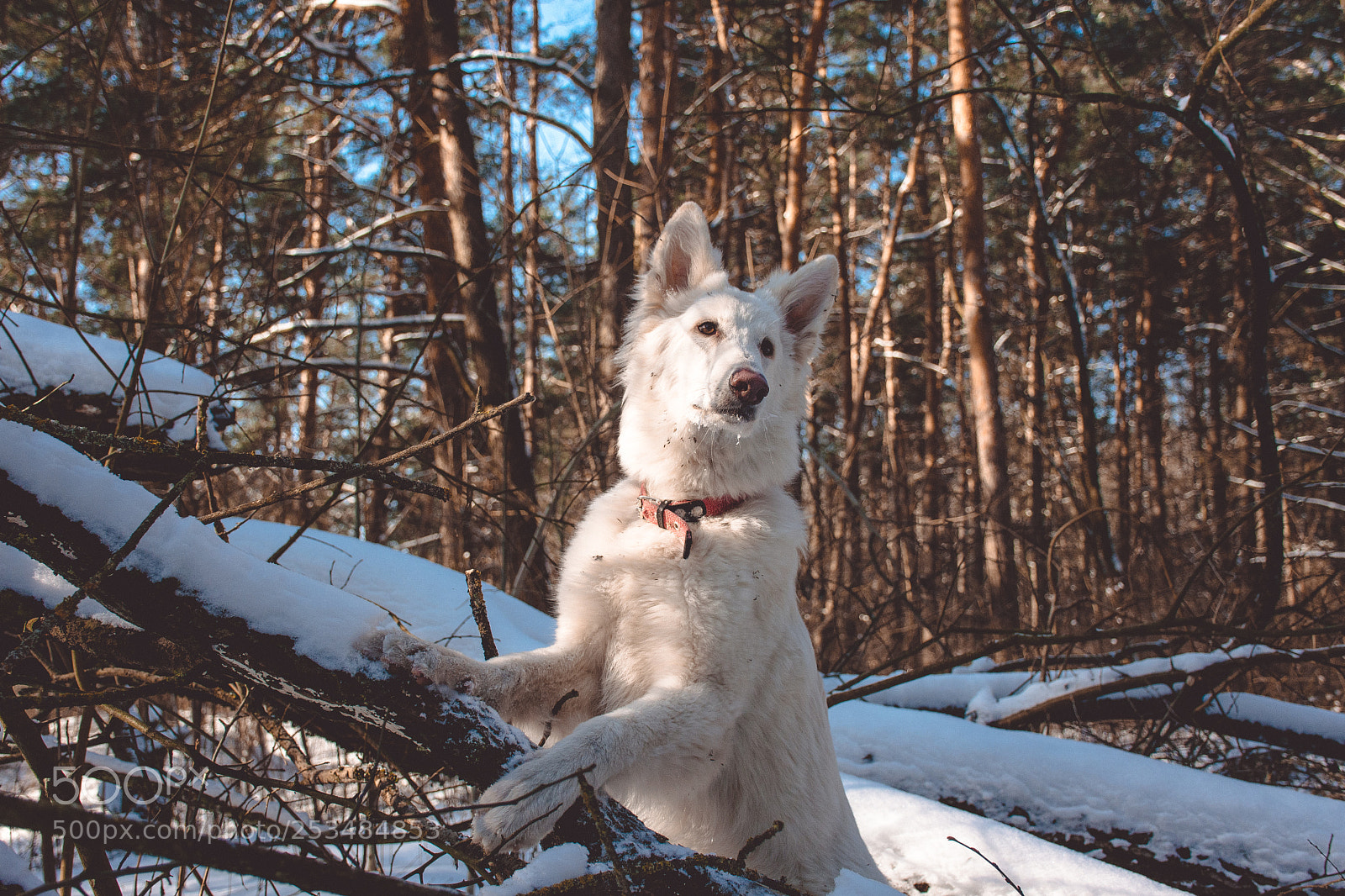 Nikon D7200 sample photo. --- photography