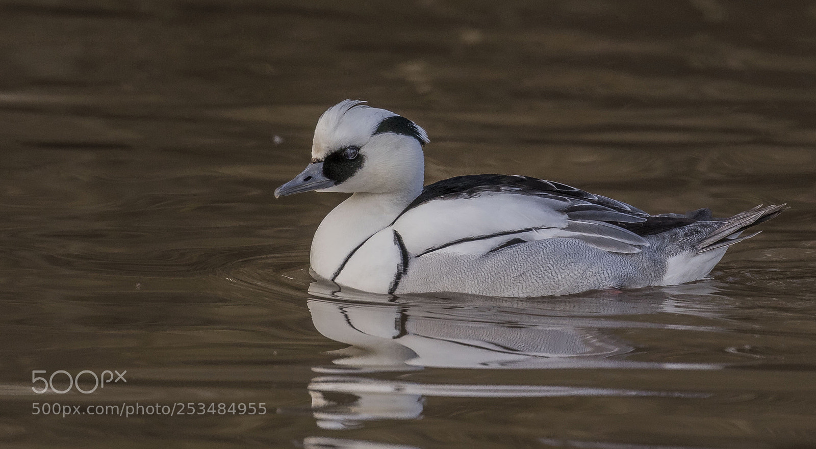 Canon EOS 7D Mark II sample photo. Smew photography