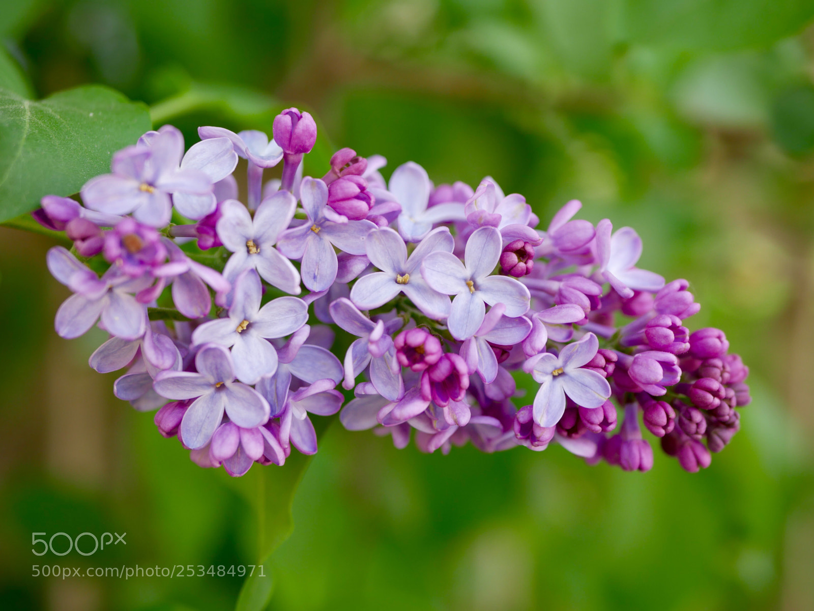 Panasonic Lumix DMC-GX85 (Lumix DMC-GX80 / Lumix DMC-GX7 Mark II) sample photo. Lilac photography