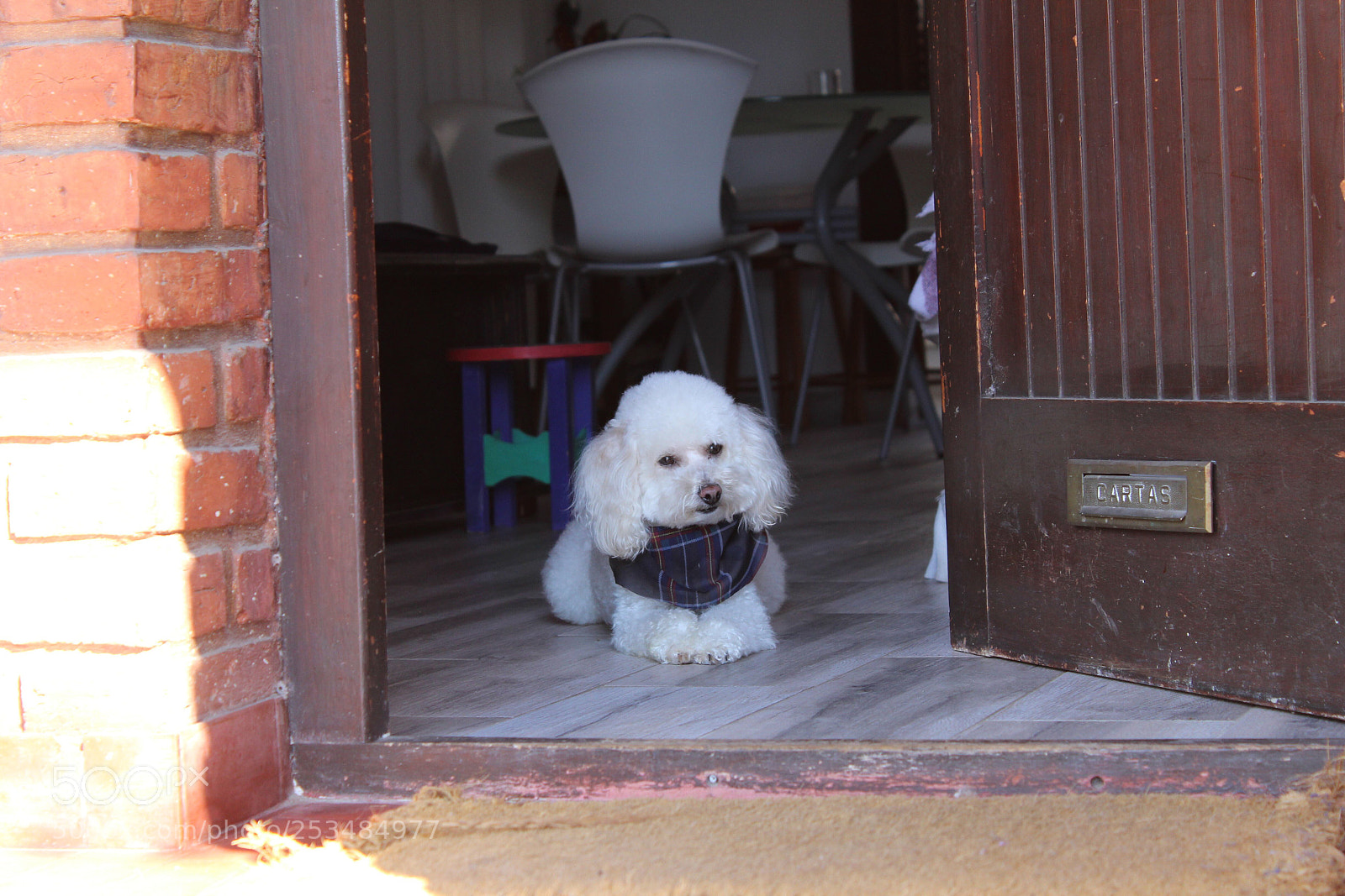 Canon EOS 1200D (EOS Rebel T5 / EOS Kiss X70 / EOS Hi) sample photo. Guard dog photography
