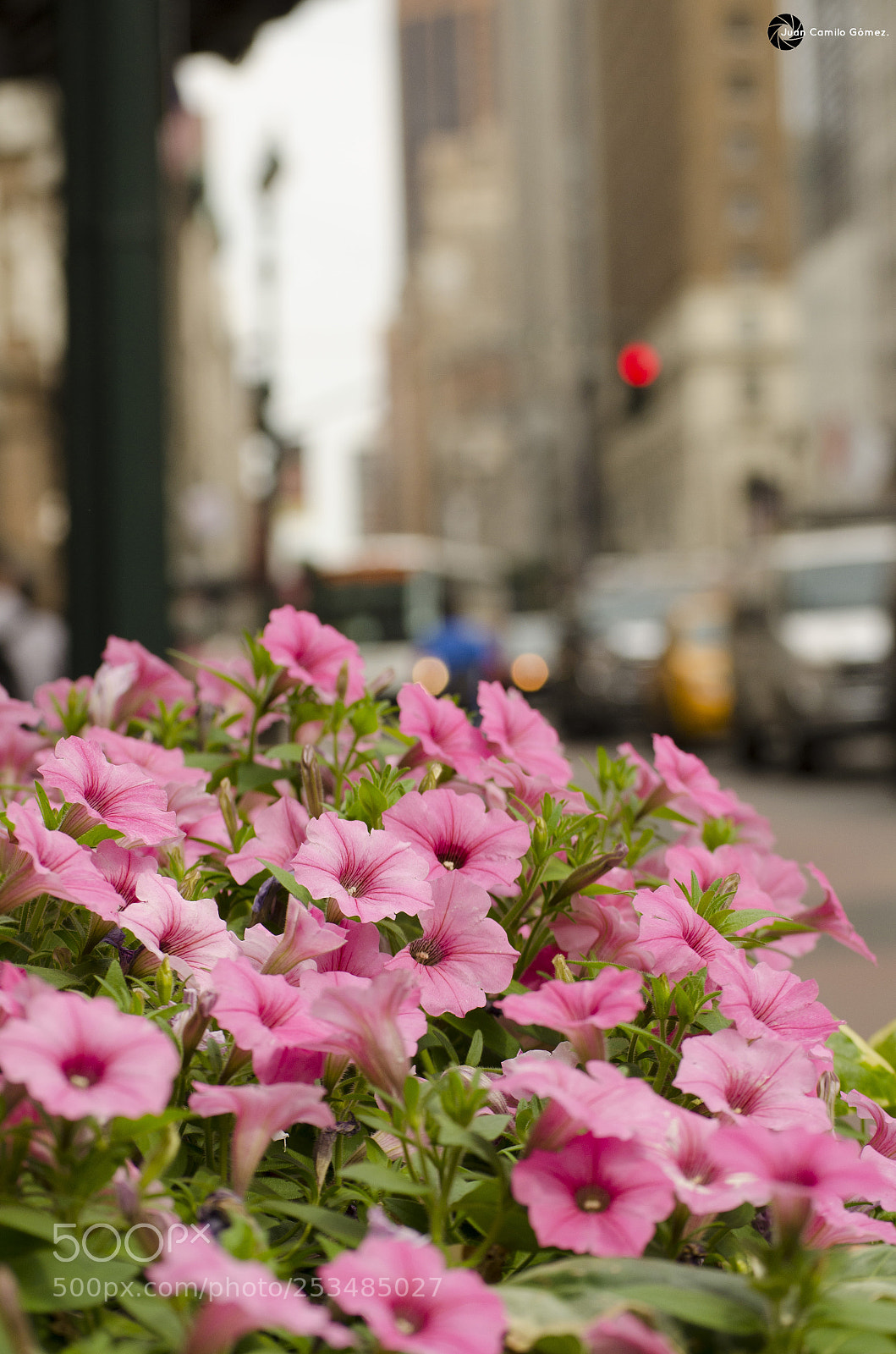 Nikon D5100 sample photo. Pink flowers photography